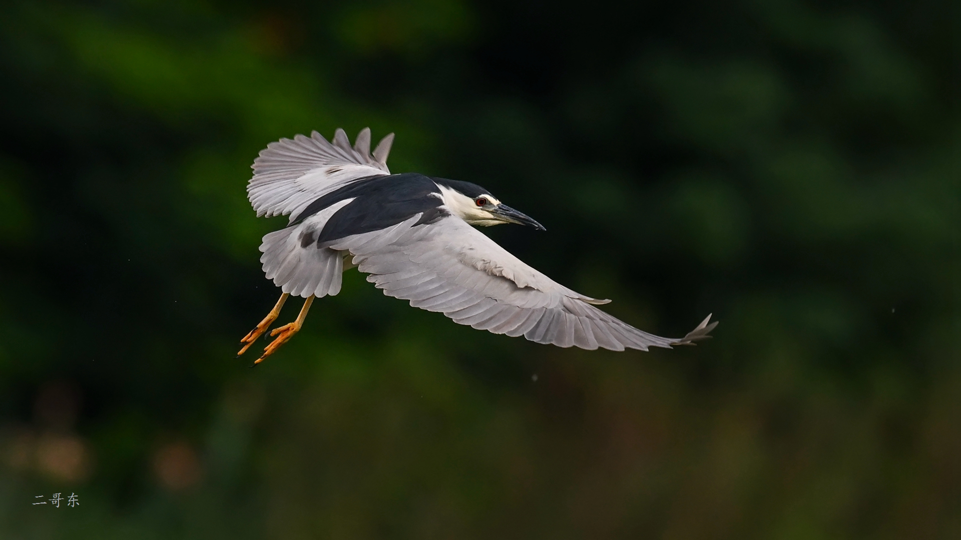 DSC_8010.jpg