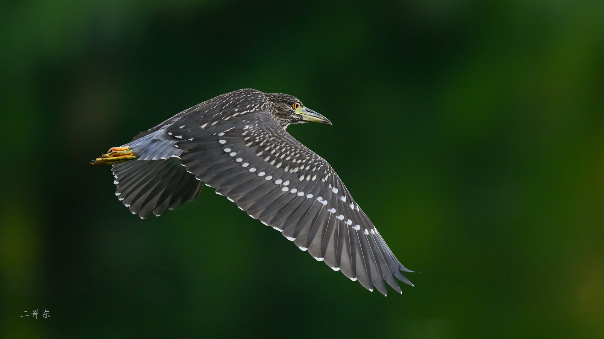 DSC_49908.jpg