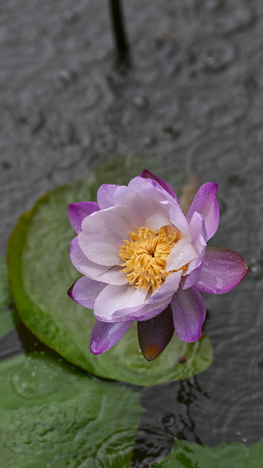 DSC_8920.jpg