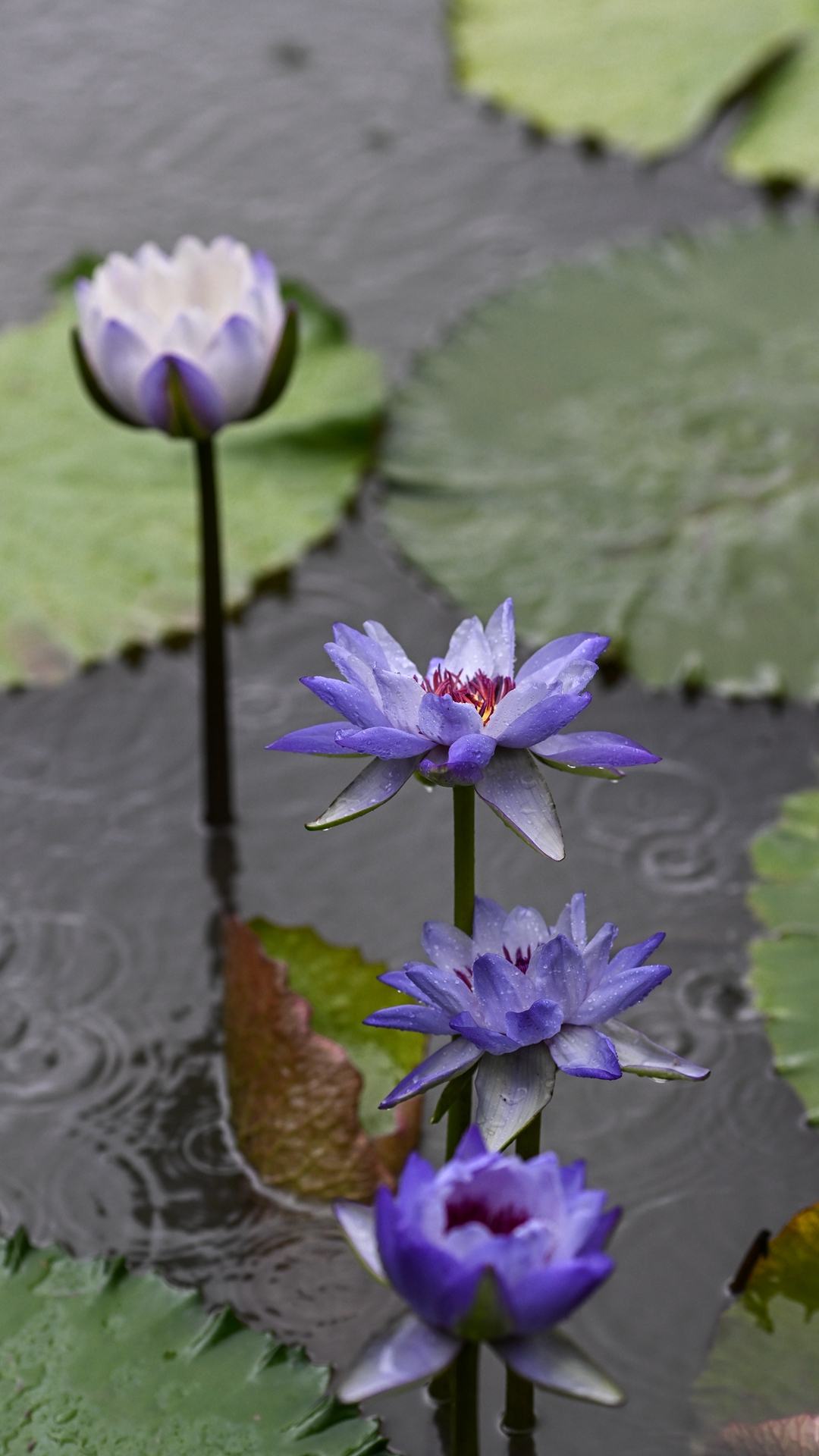DSC_8929.jpg