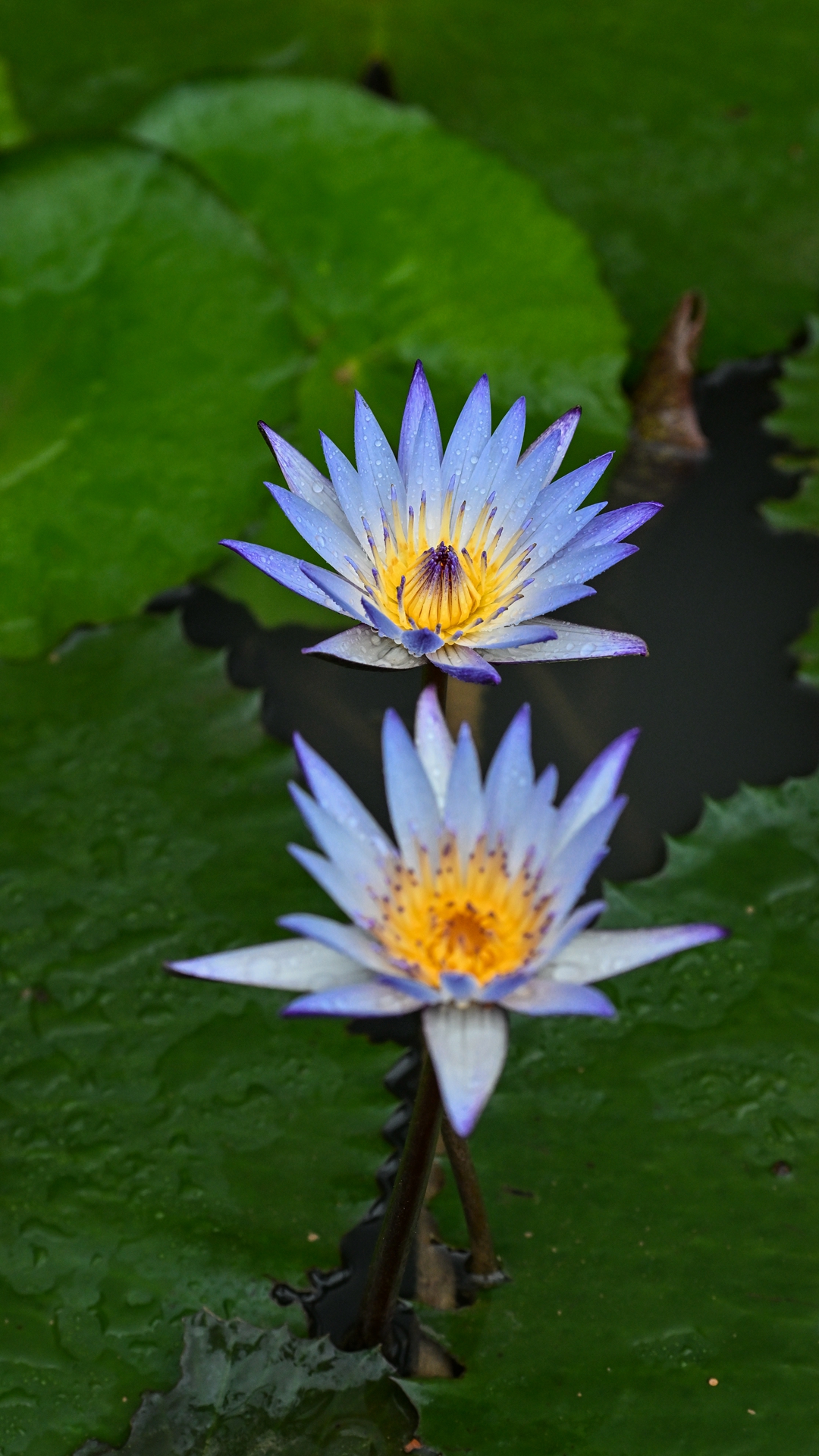 DSC_8951.jpg