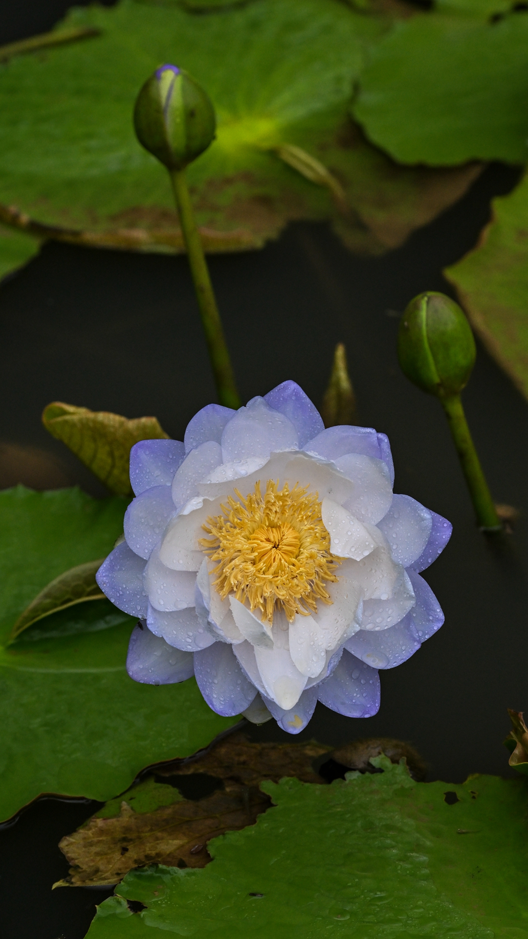 DSC_8966.jpg