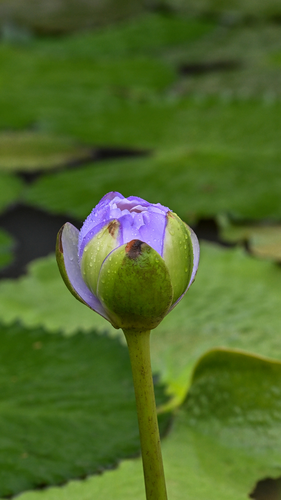 DSC_8999.jpg