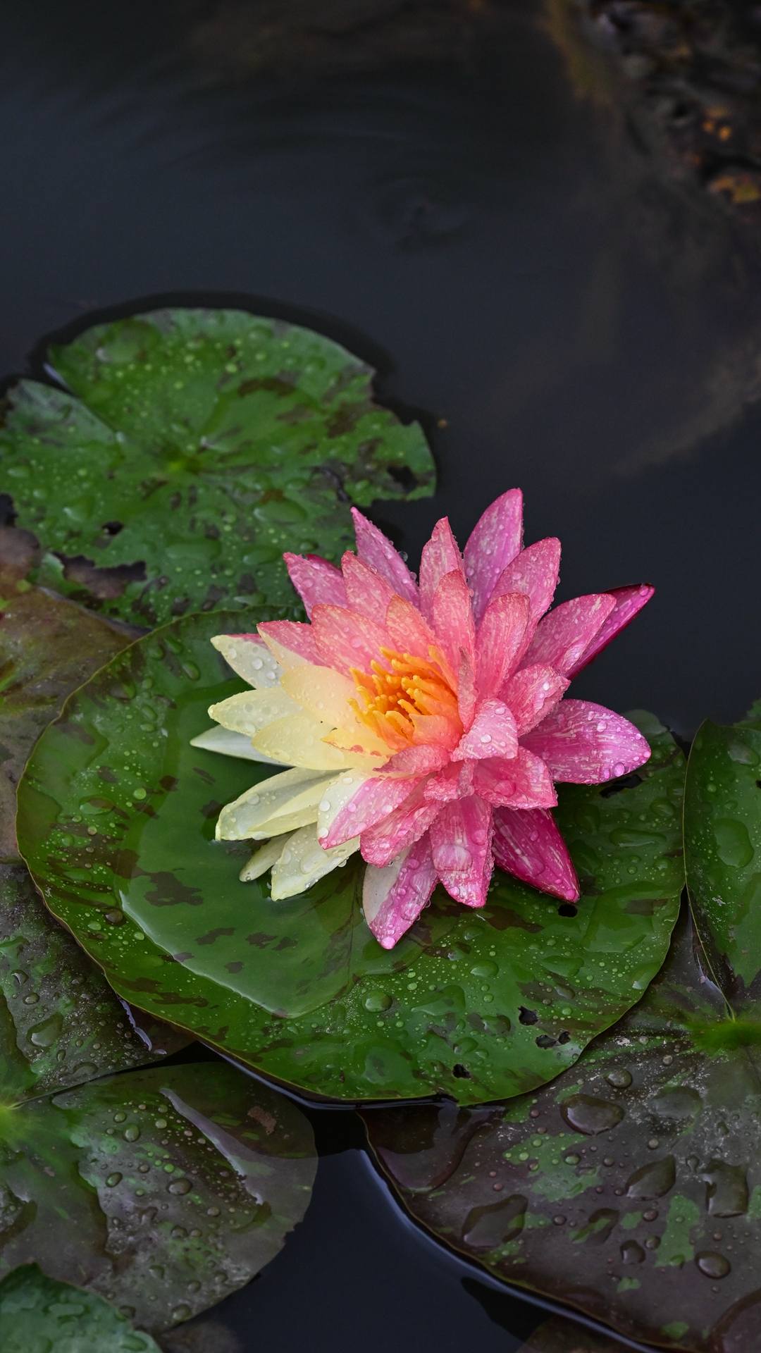 DSC_9056.jpg