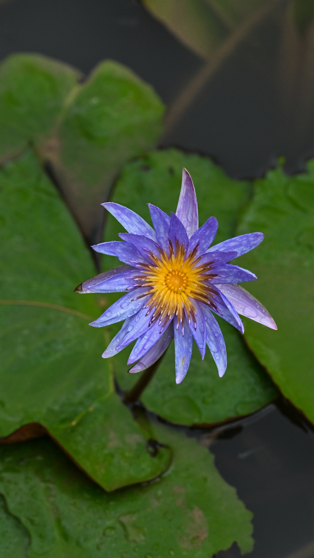 DSC_9058.jpg
