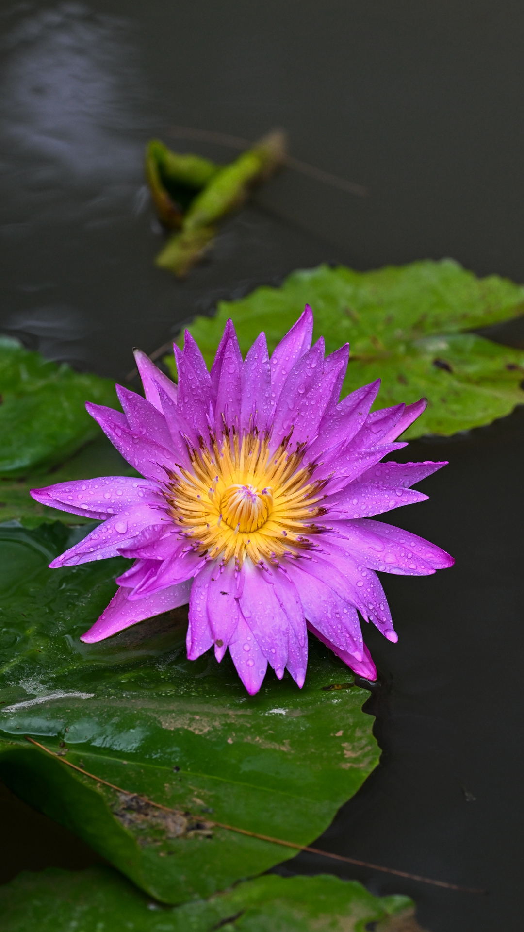 DSC_9088.jpg