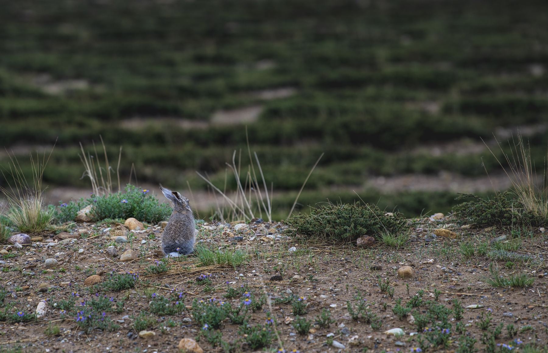 DSC_4709.JPG