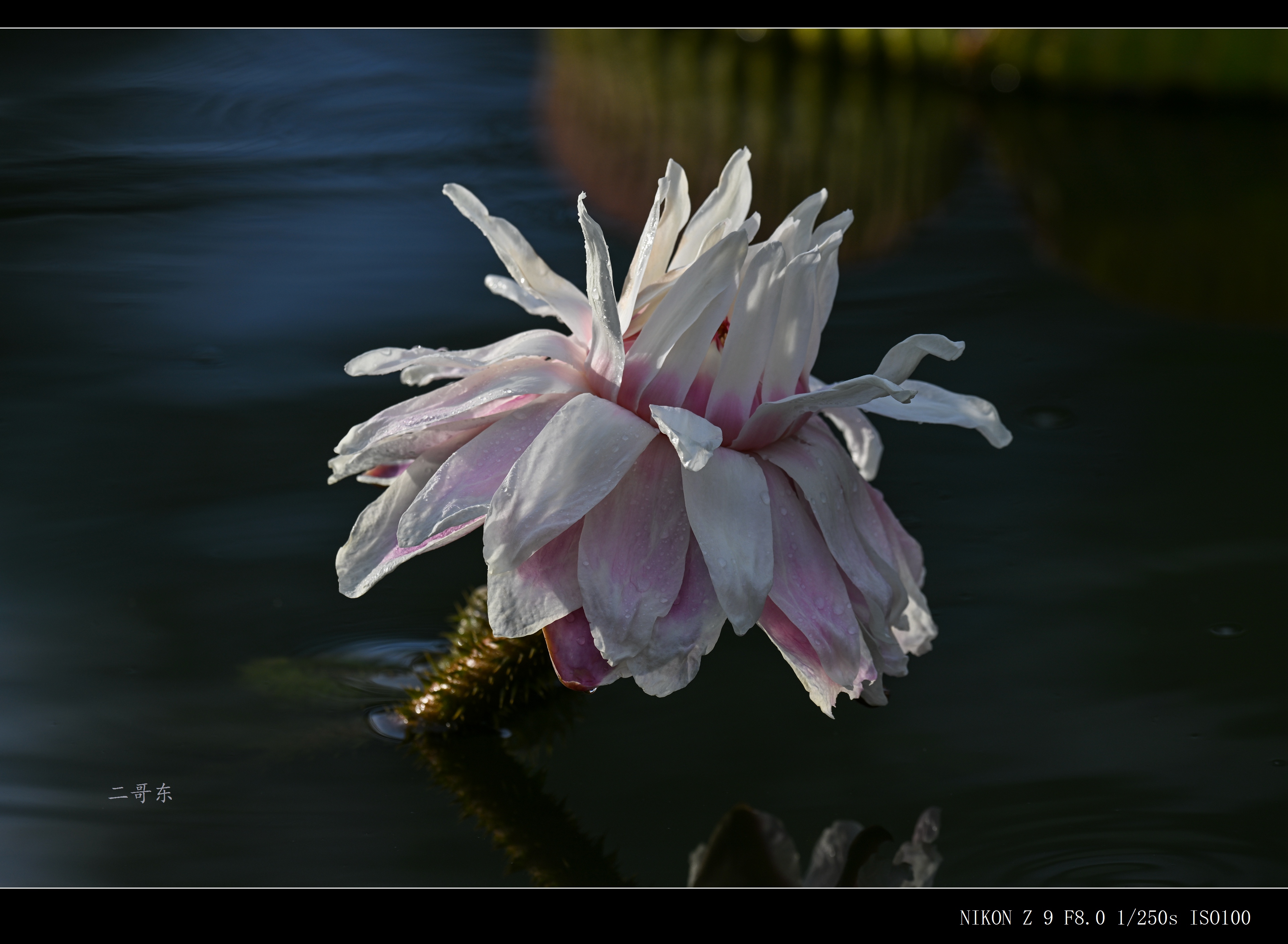 DSC_0407.jpg