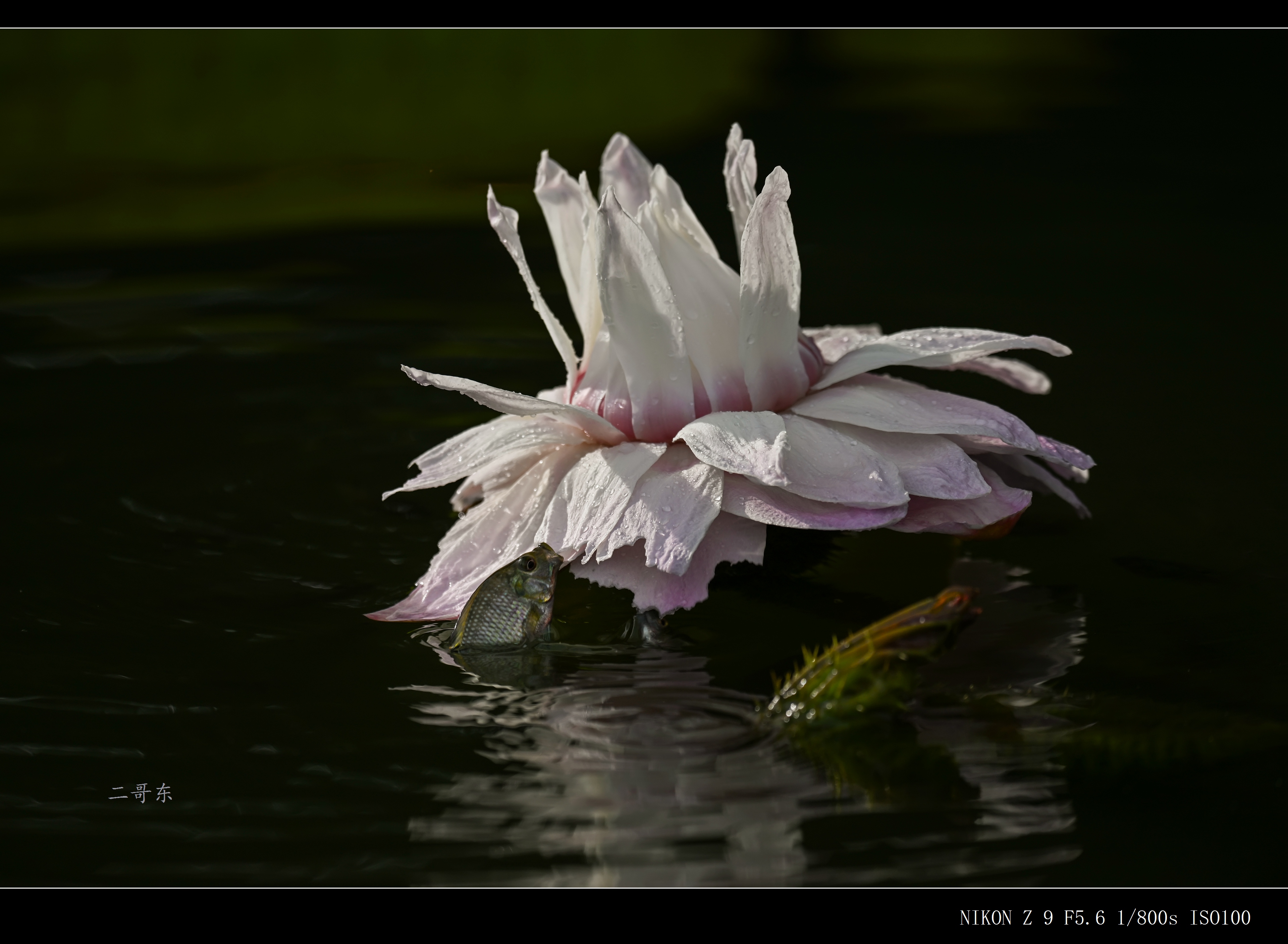 DSC_9587.jpg