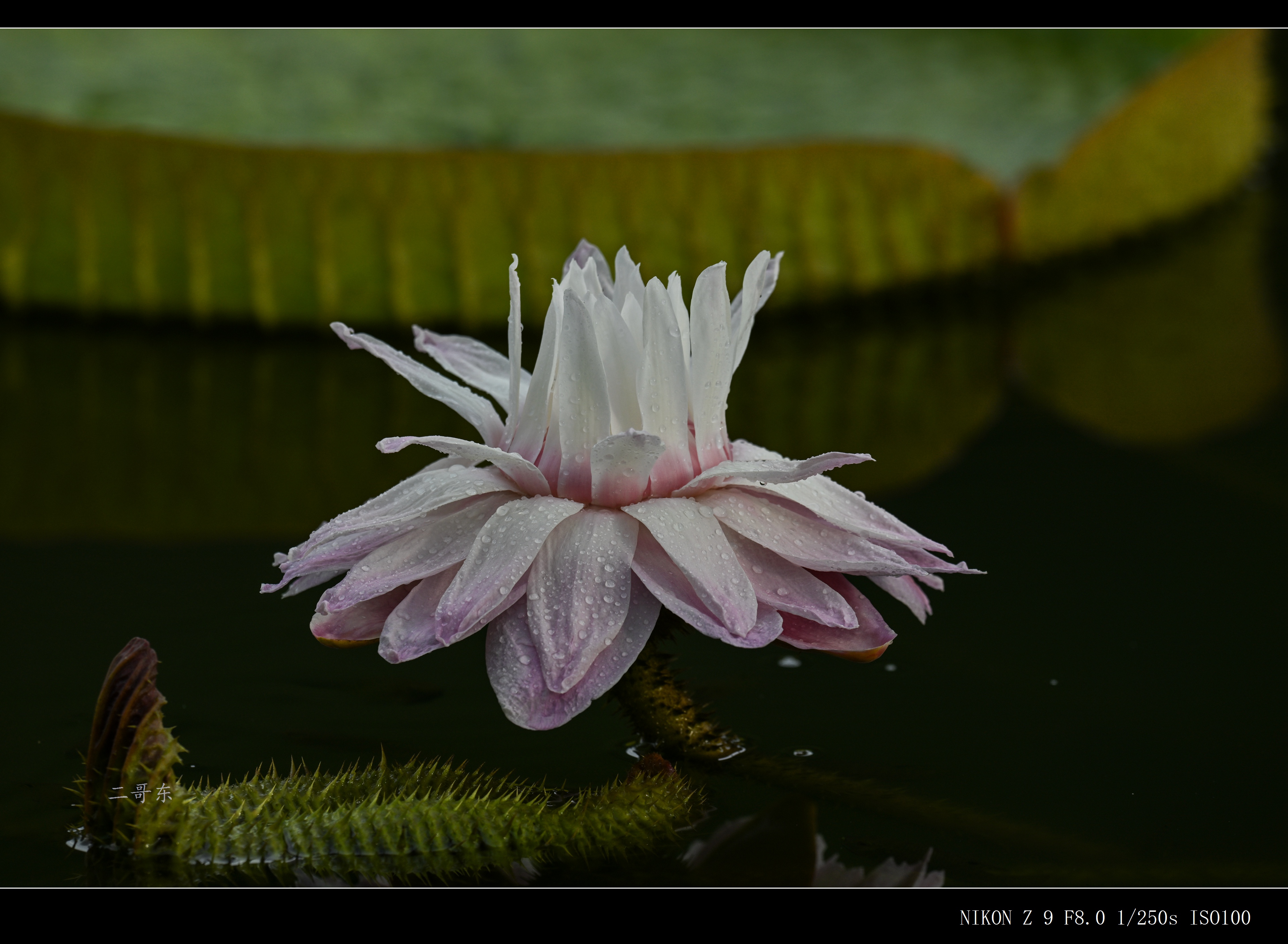 DSC_9742.jpg
