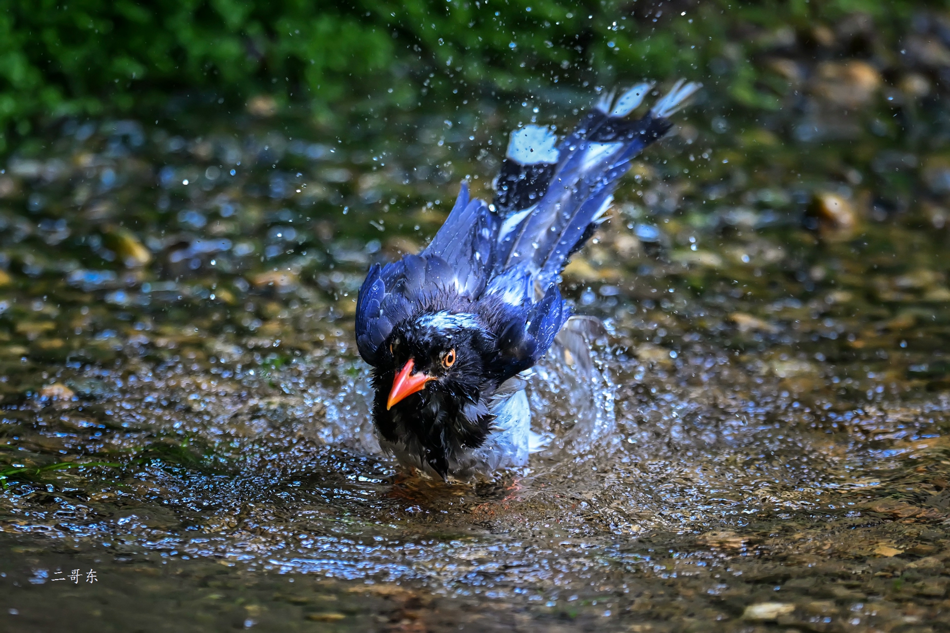 DSC_6985.jpg