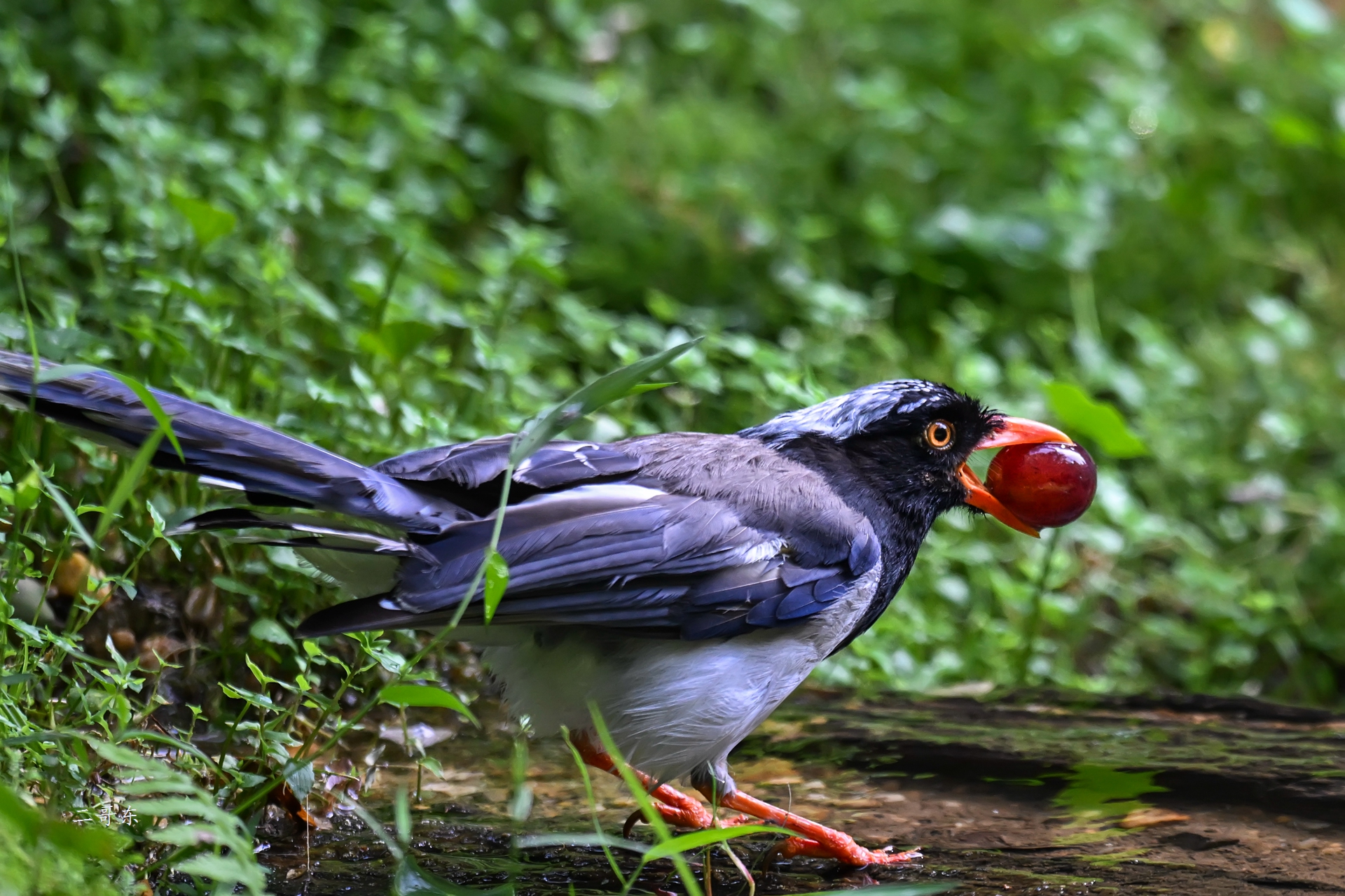 DSC_6226.jpg