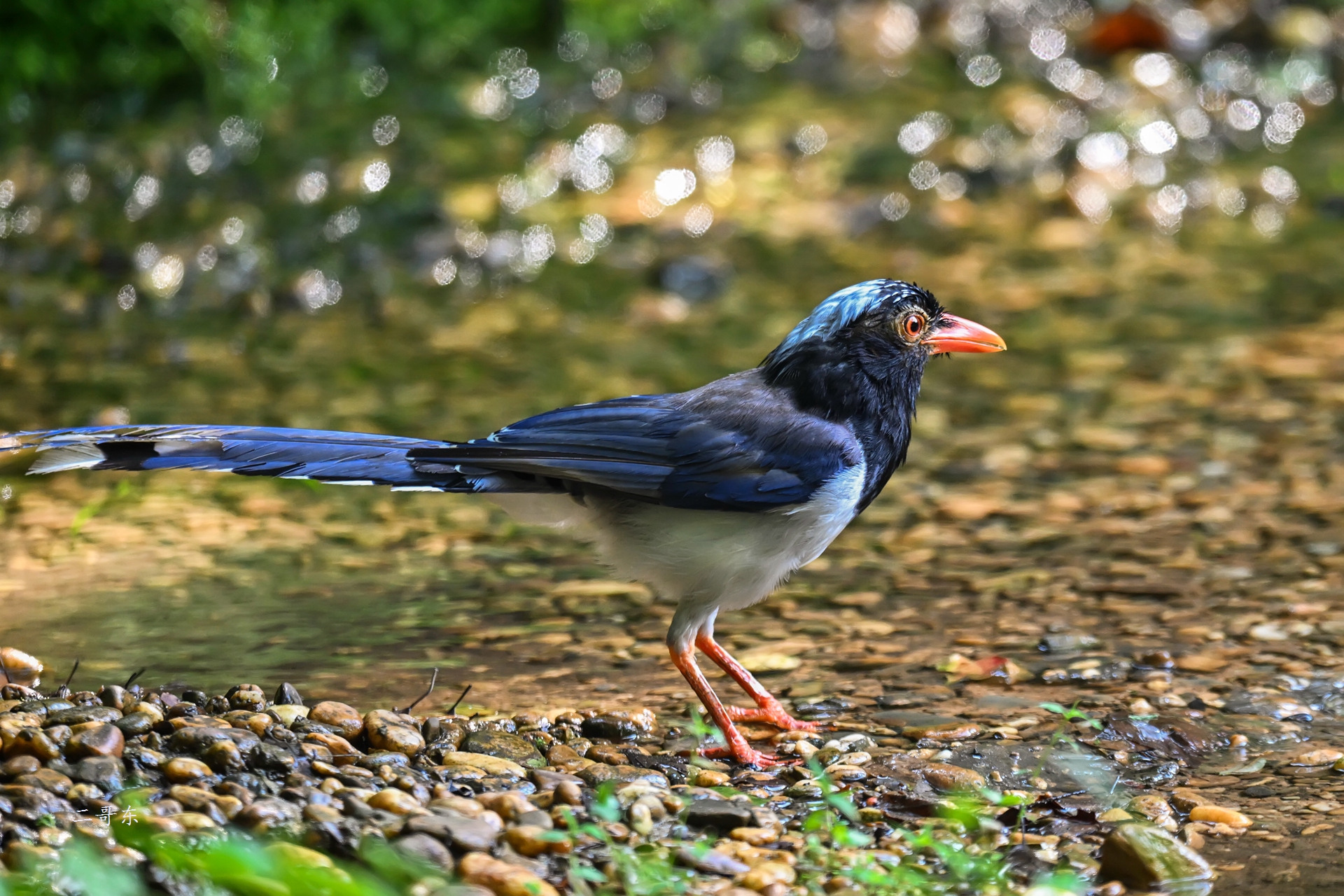 DSC_7203.jpg