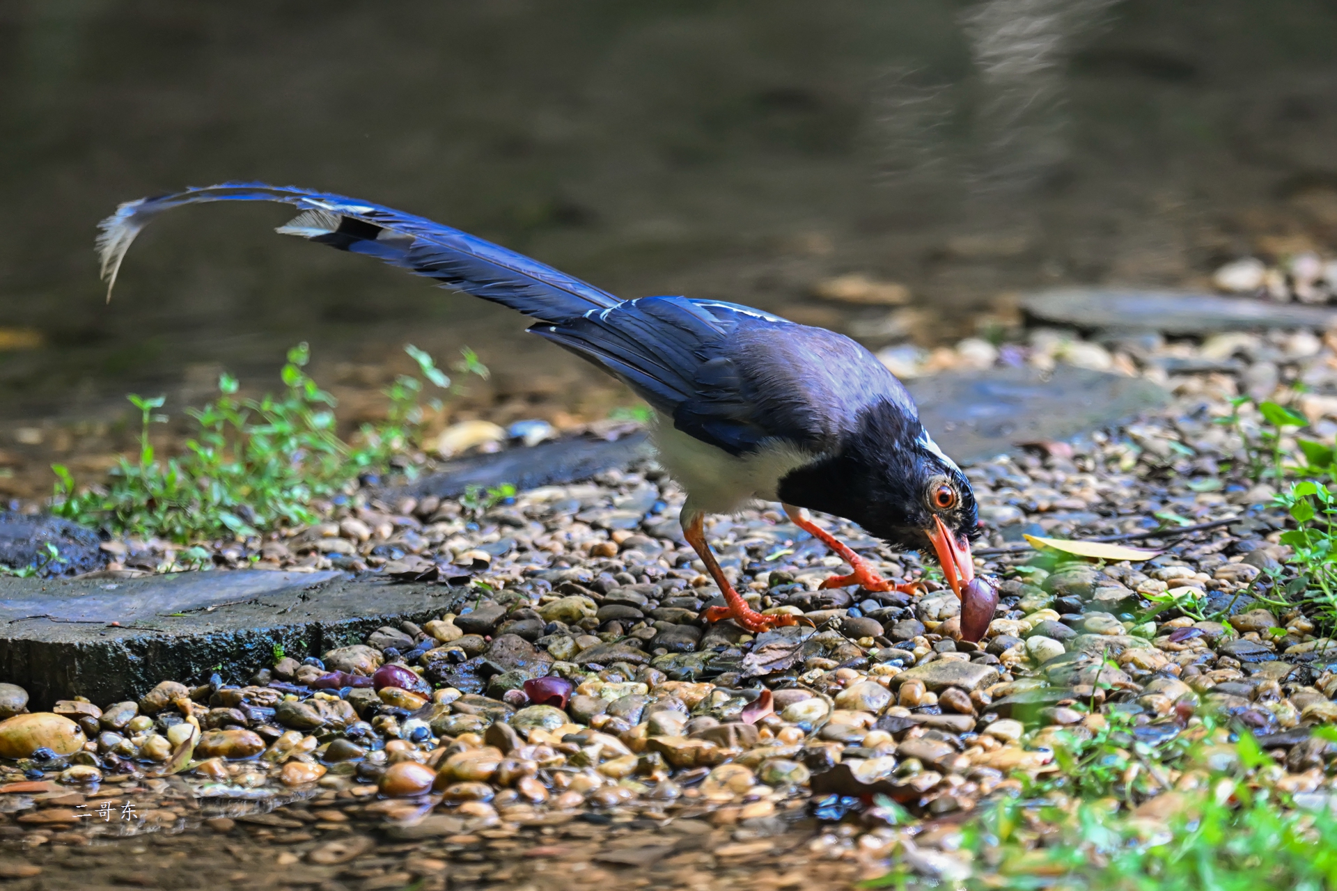 DSC_7374.jpg