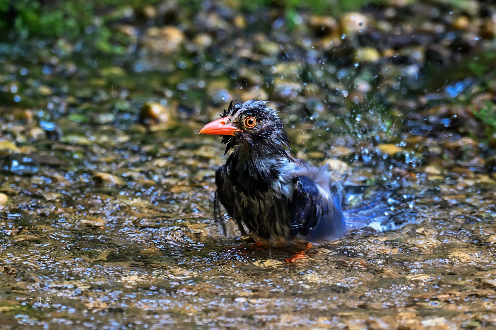 DSC_7881.jpg