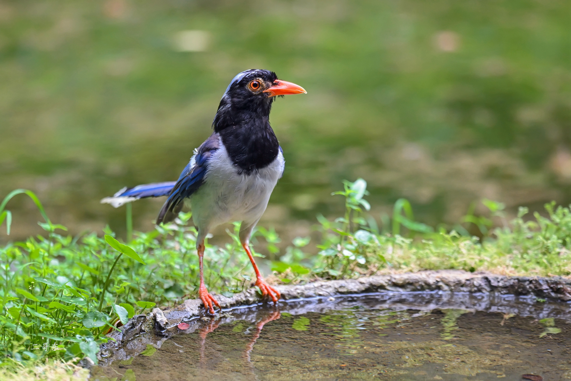 DSC_8393.jpg