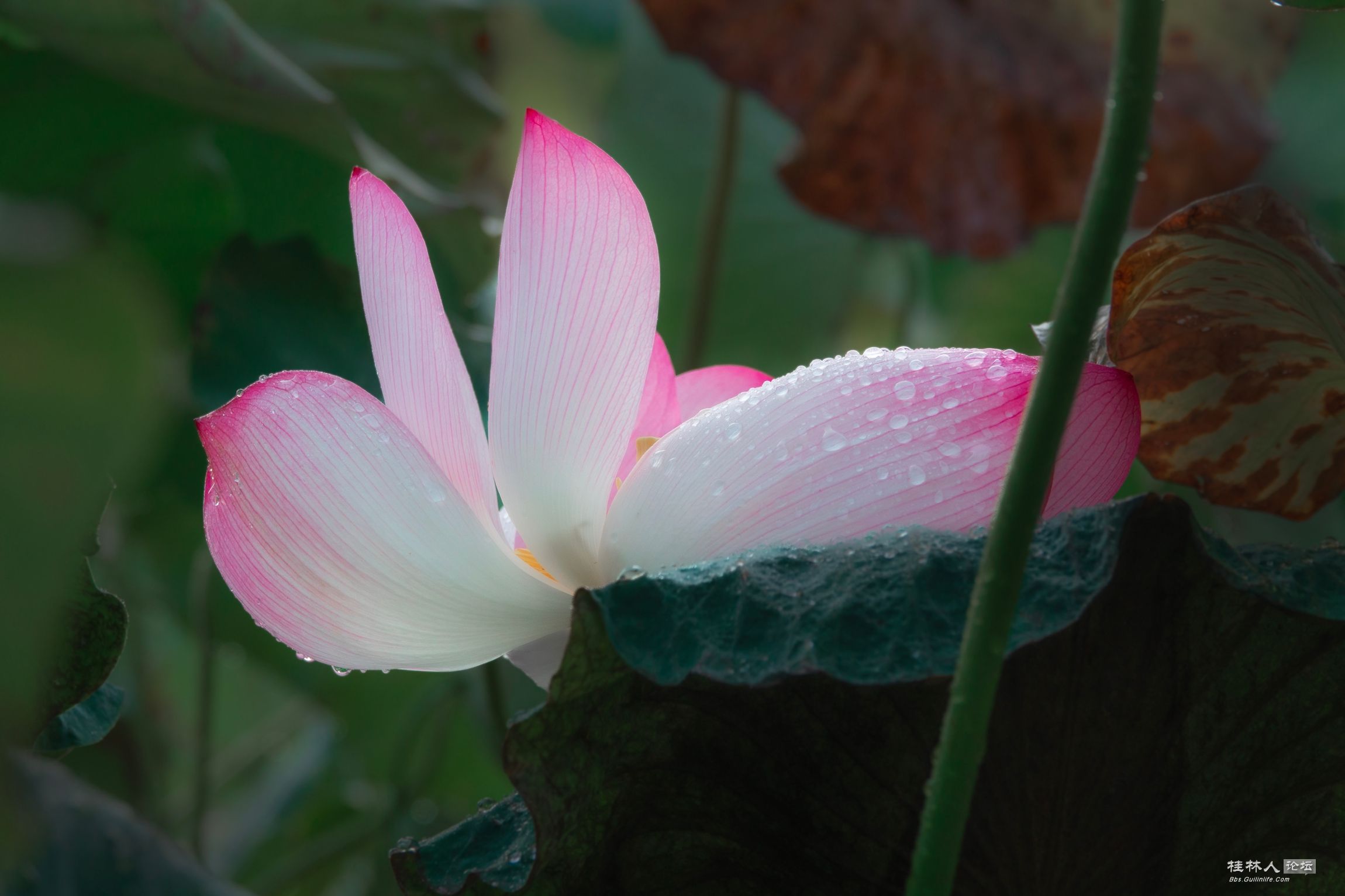 DSC08186-0 - .jpg
