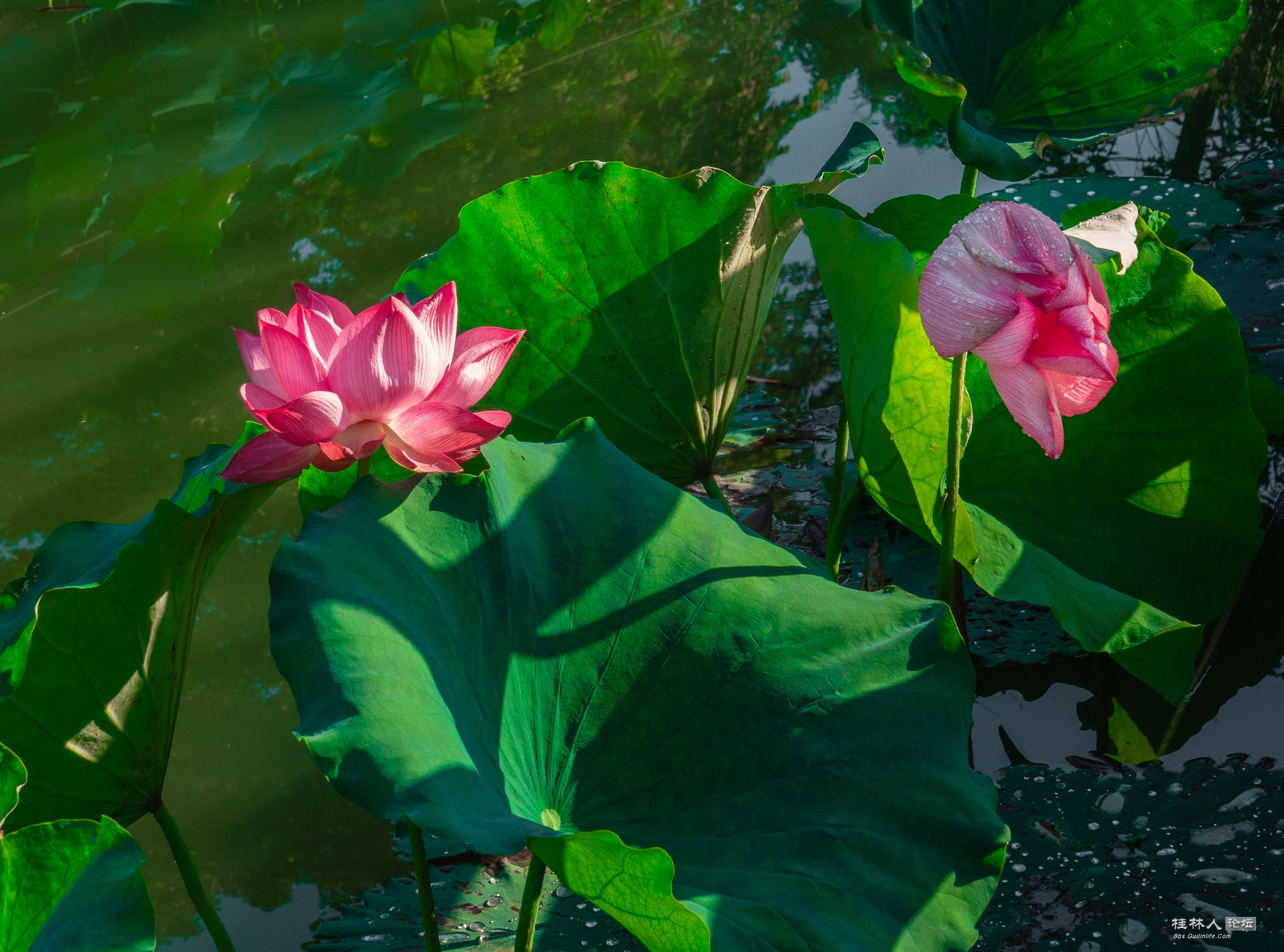 DSC08301-0 - .jpg