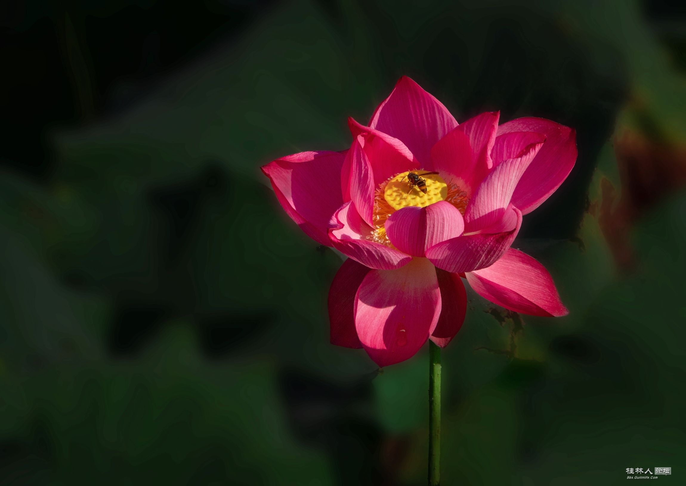 DSC08309-0 - .jpg