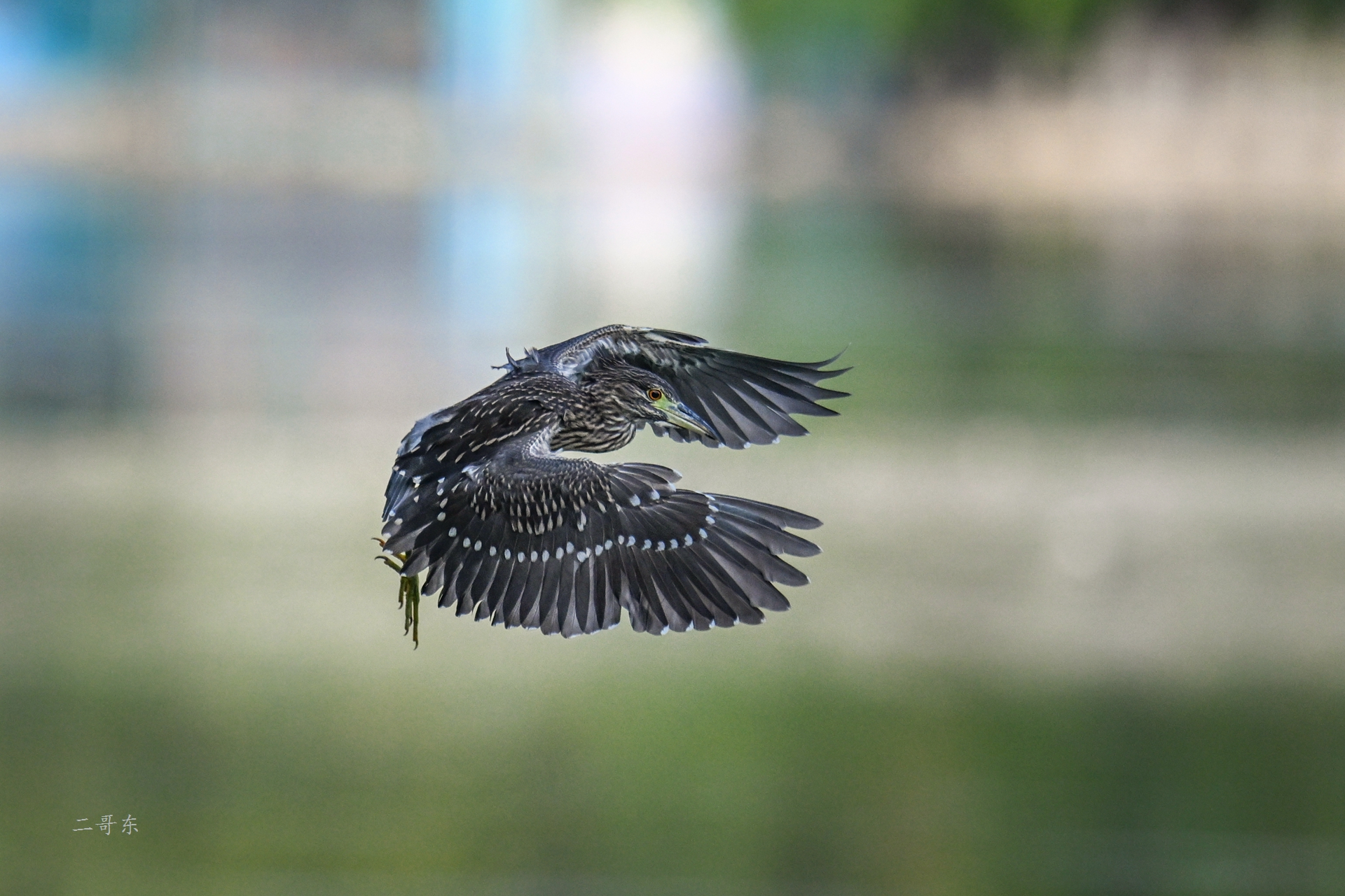 DSC_4523.jpg