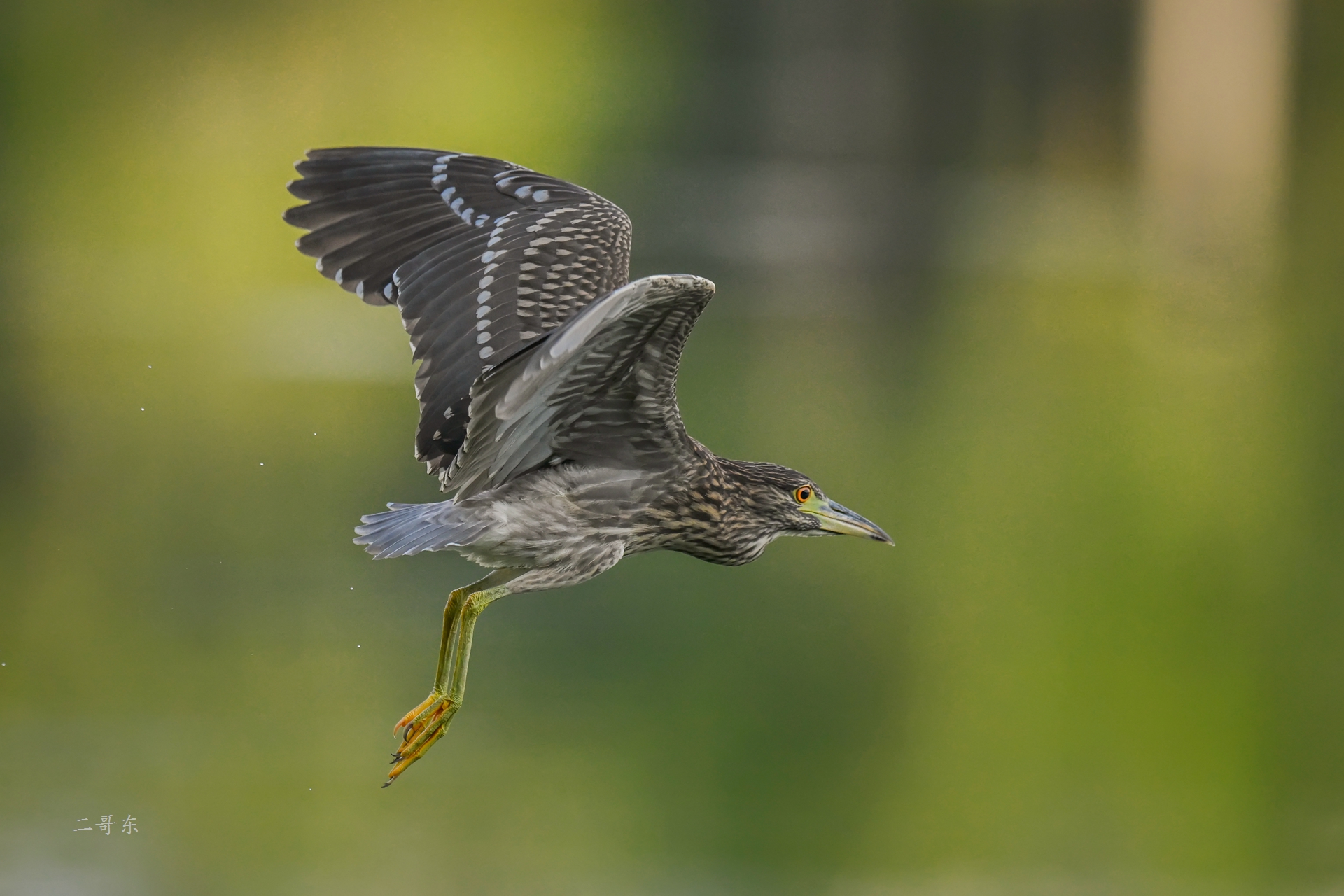 DSC_4943.jpg