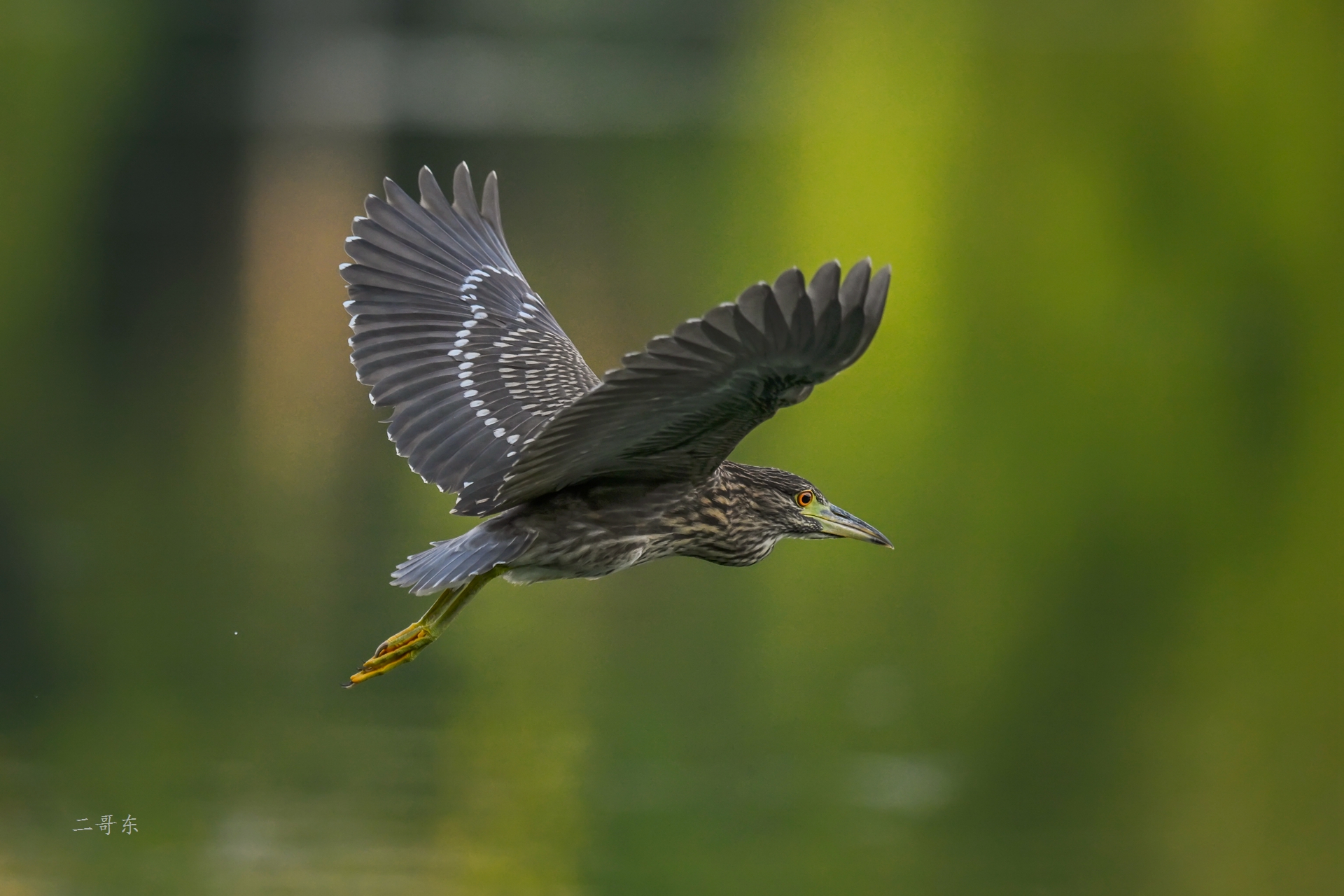 DSC_4957.jpg