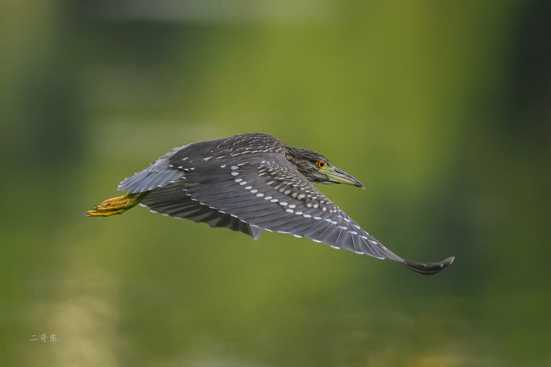 DSC_4954.jpg