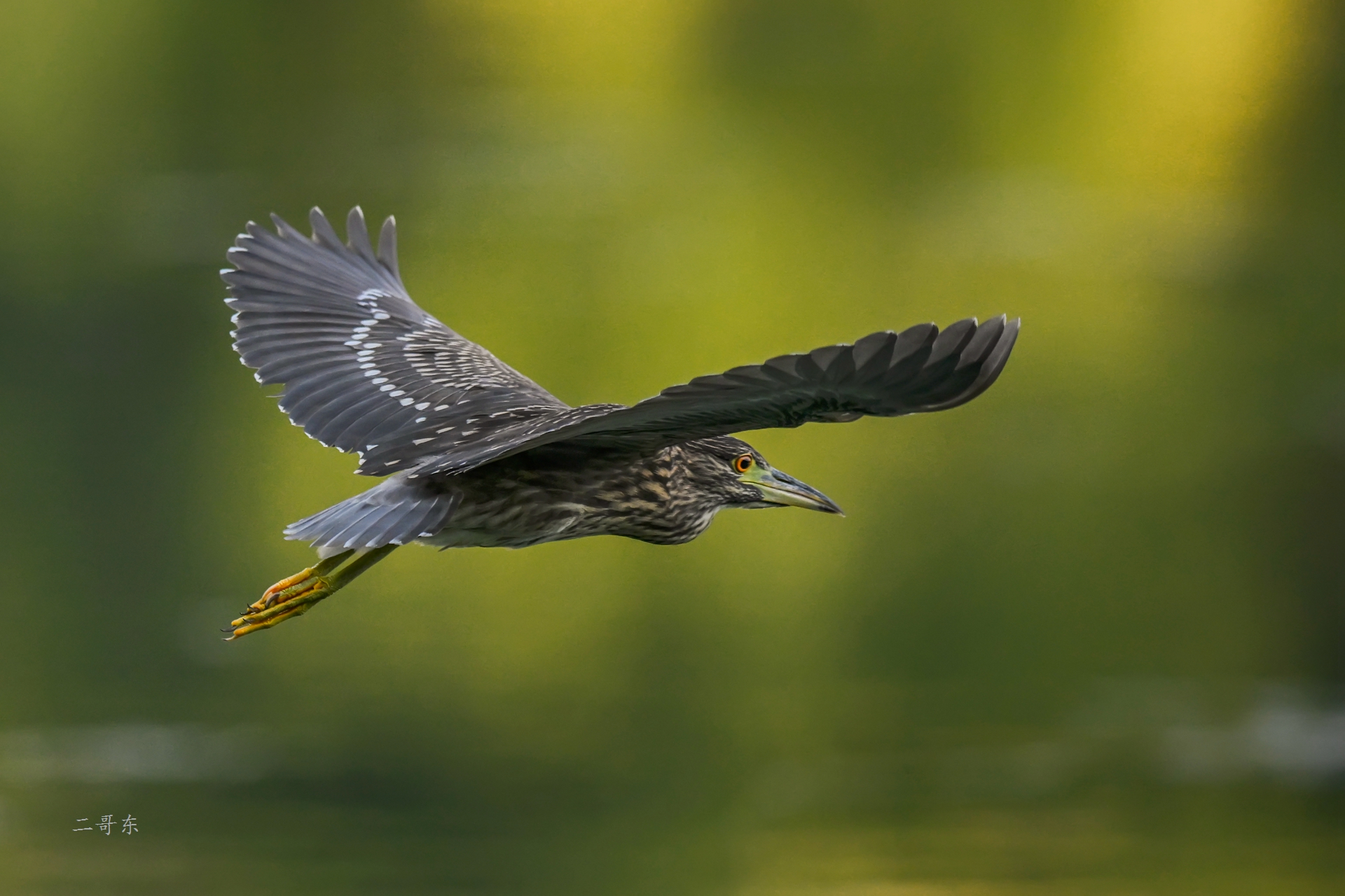 DSC_4966.jpg