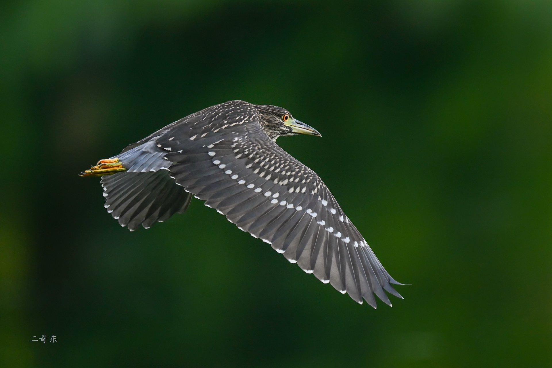 DSC_4990.jpg