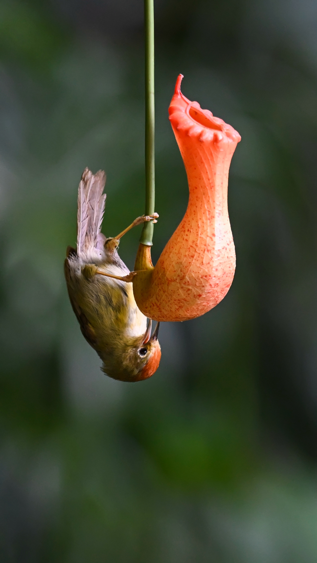 DSC_5745.jpg