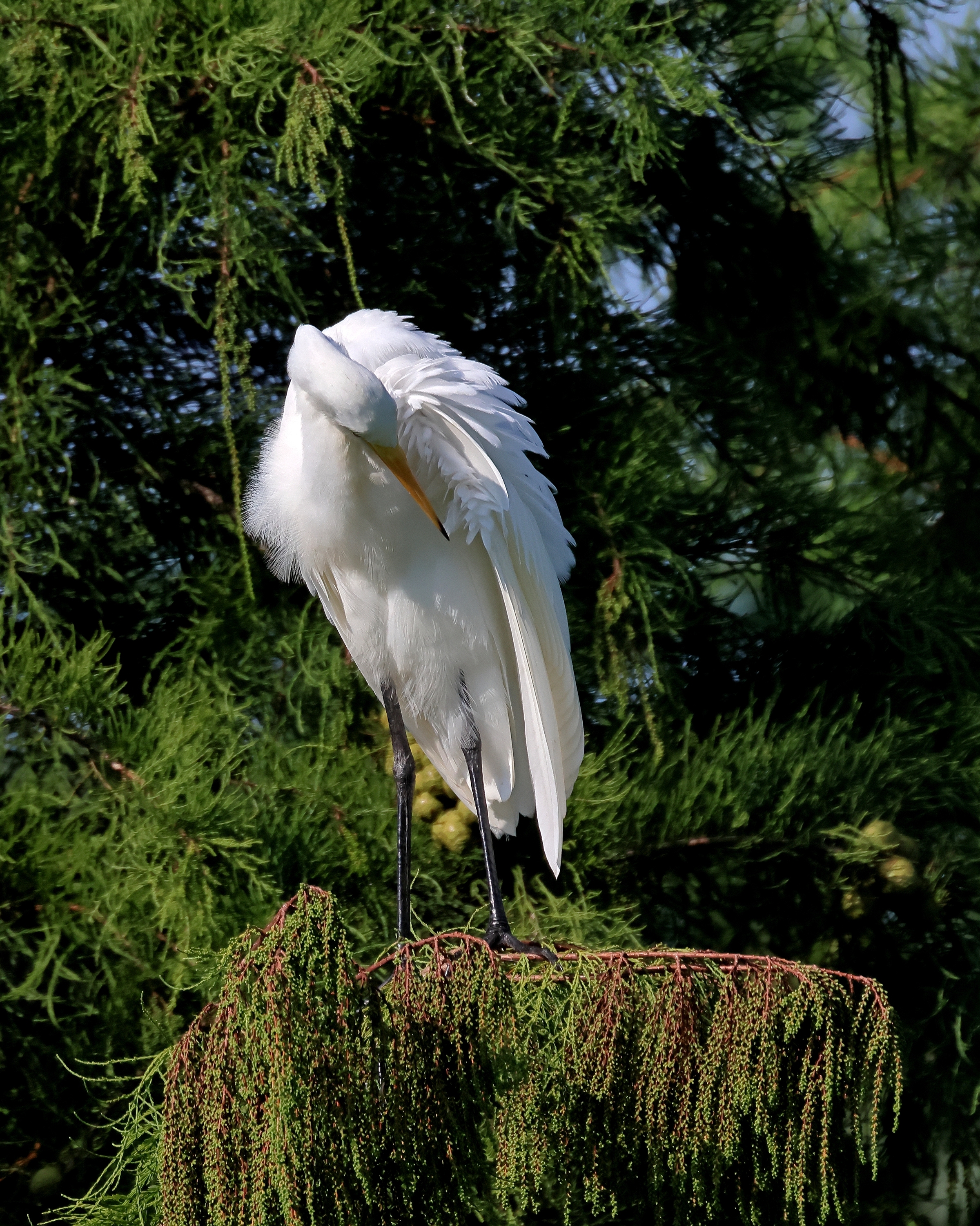 5D2A2414_.jpg