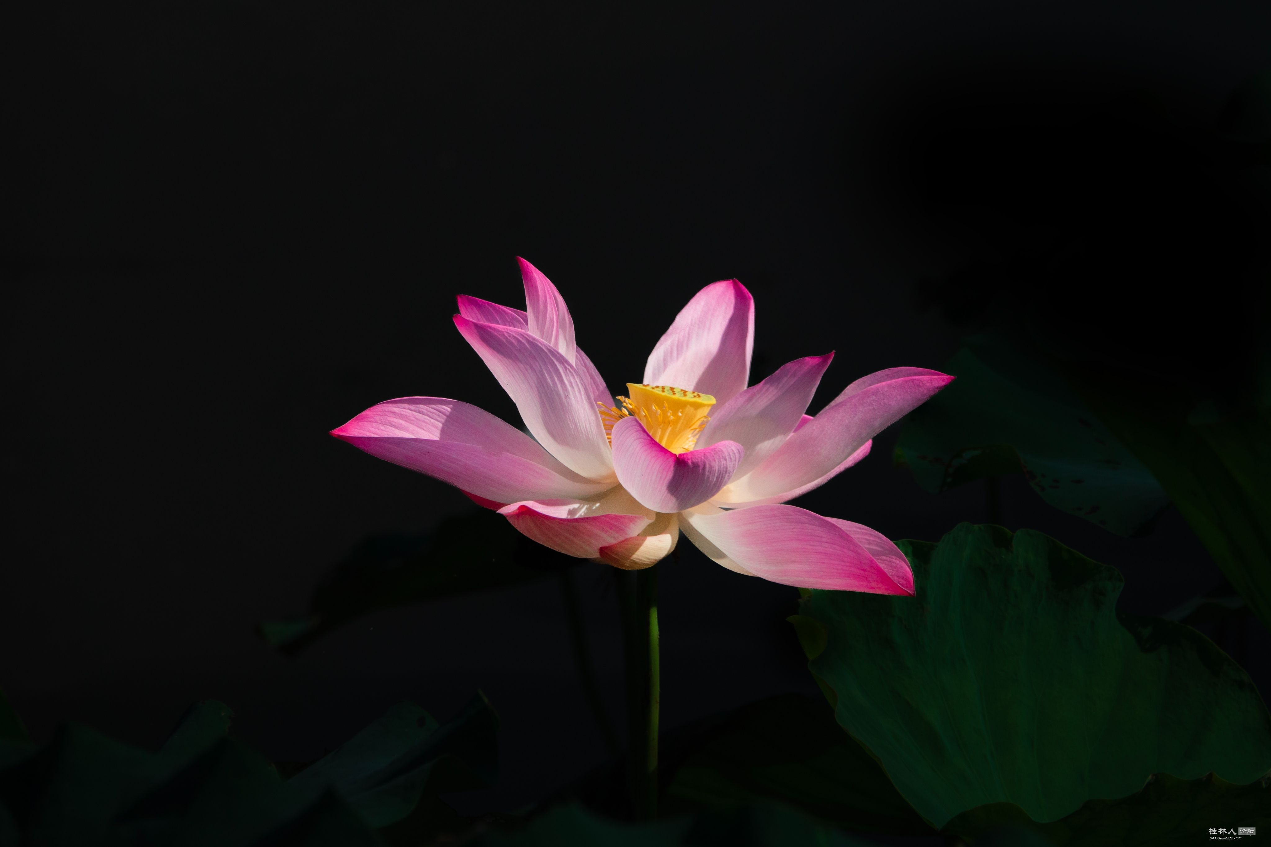 DSC08678-0.jpg