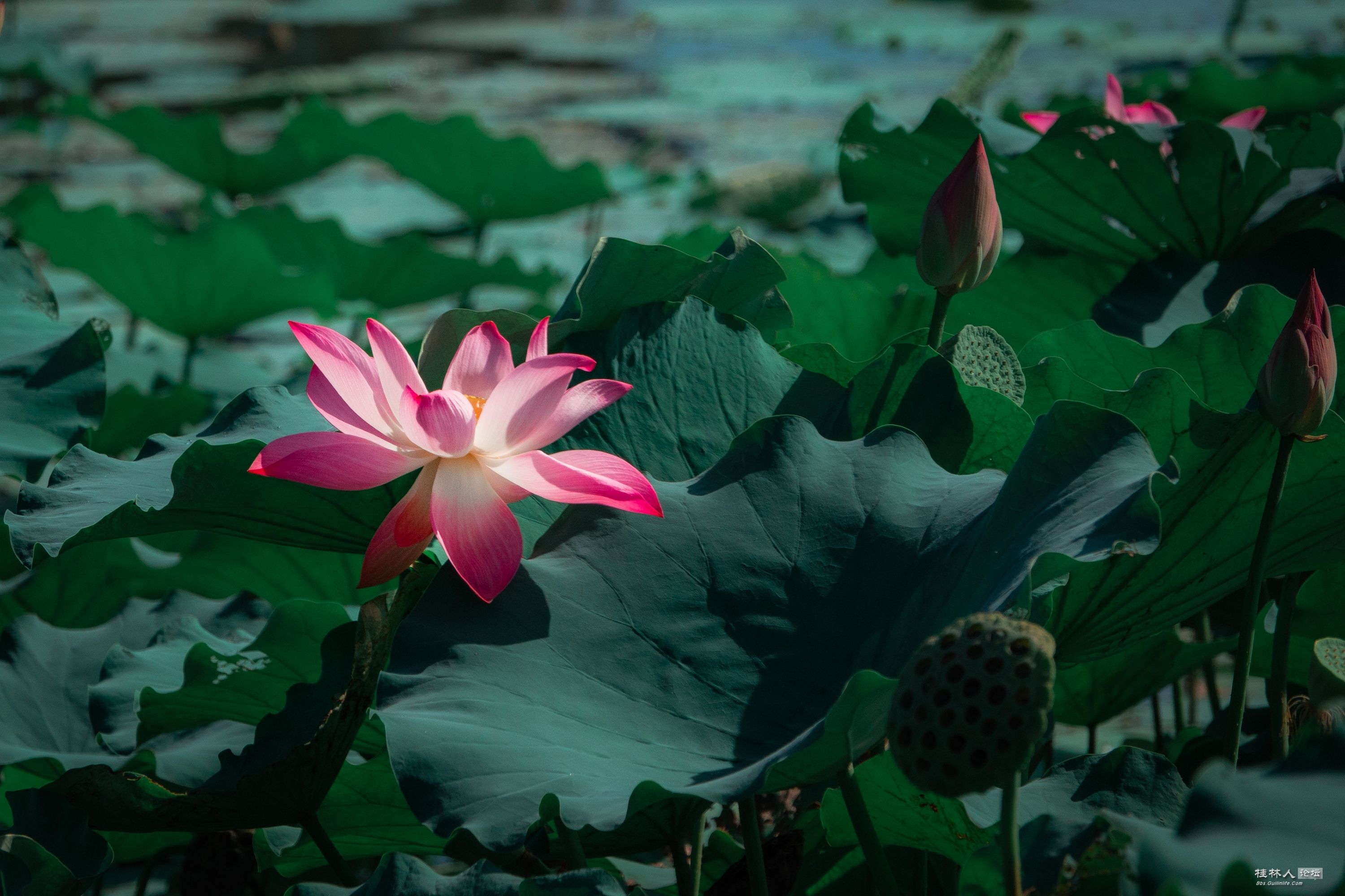DSC08682-0_.jpg