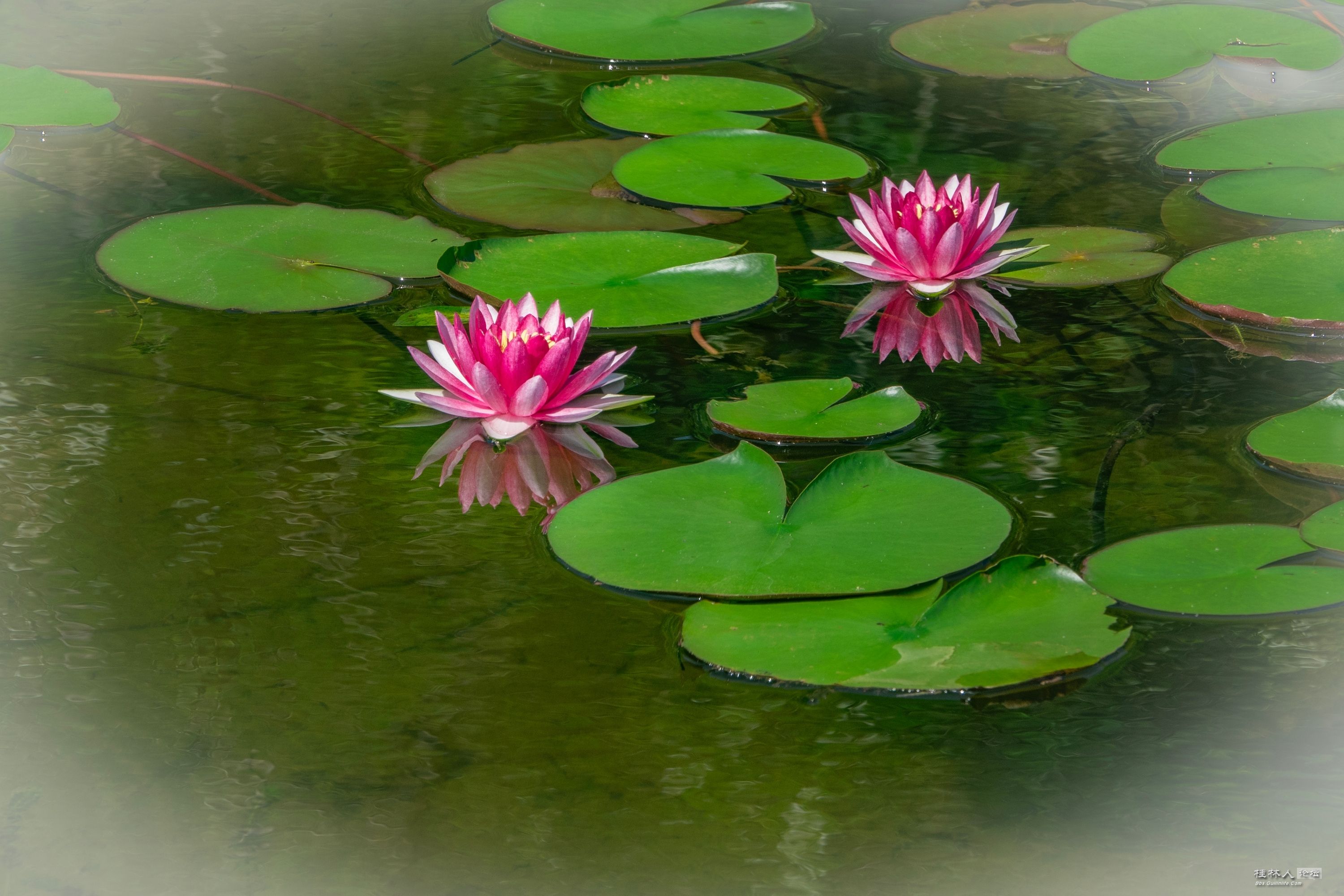 DSC08727-0_.jpg