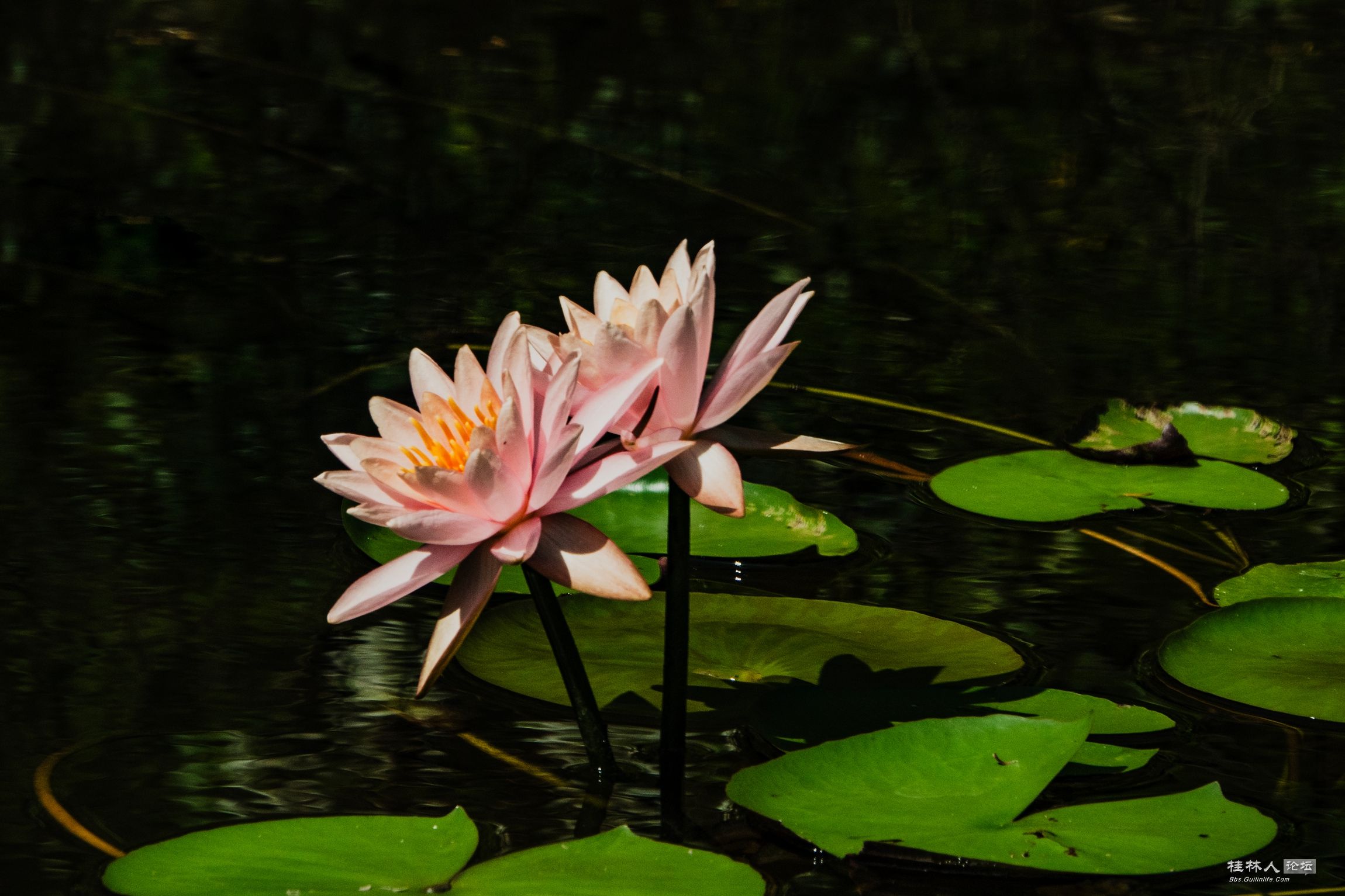 DSC08729-0_.jpg