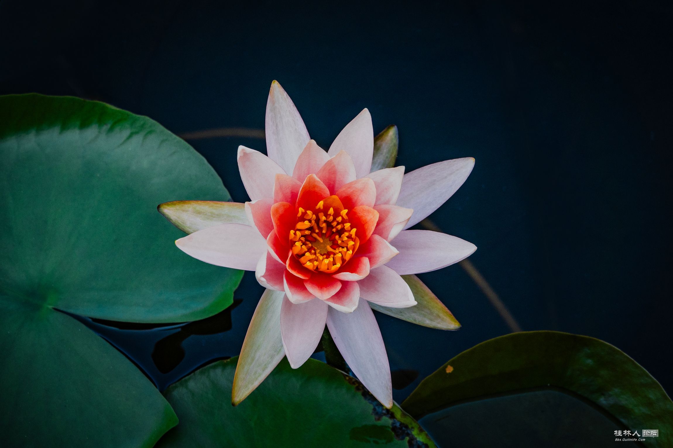 DSC08730-0_.jpg