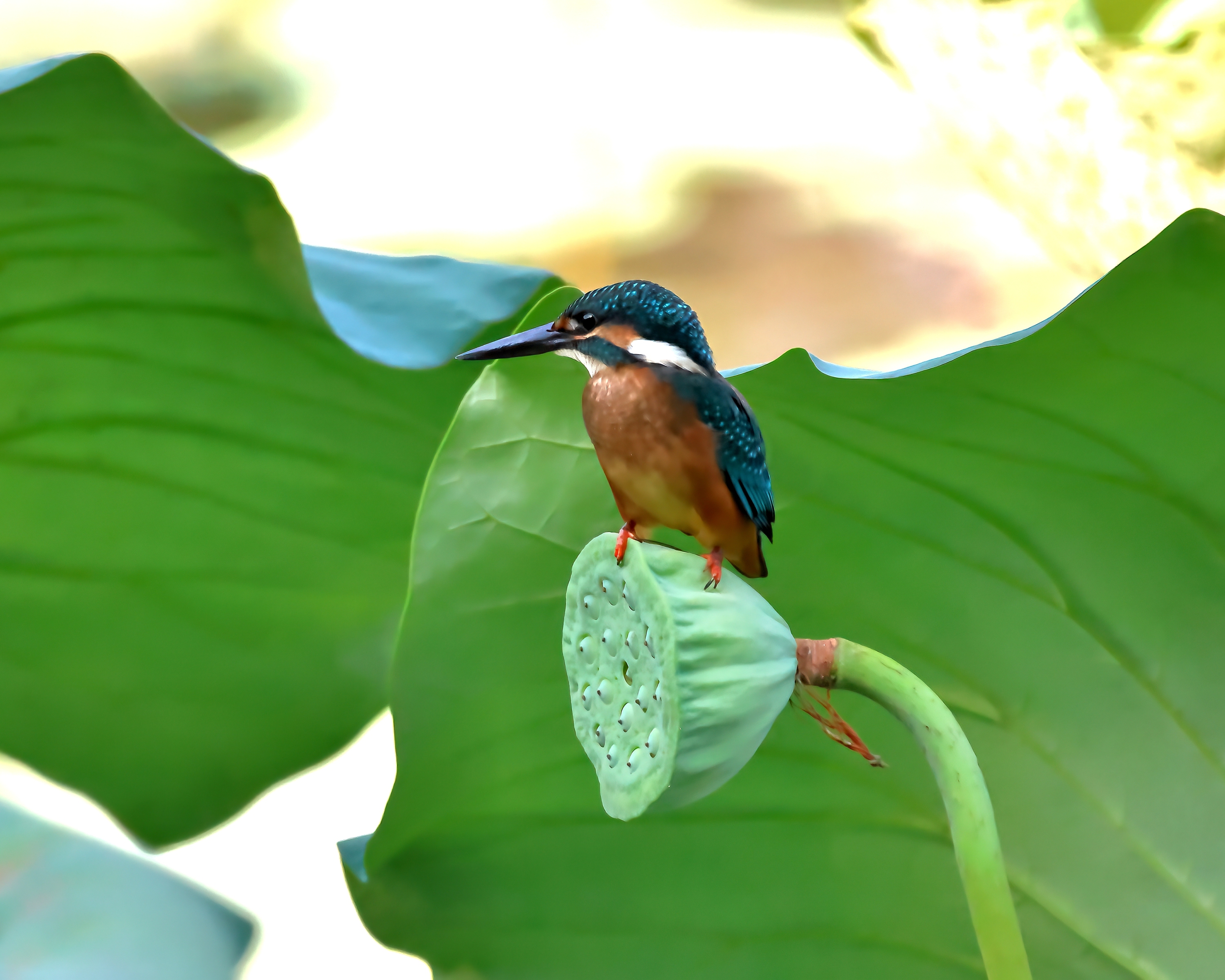 5D2A2240_-DeNoiseAI-clear.jpg