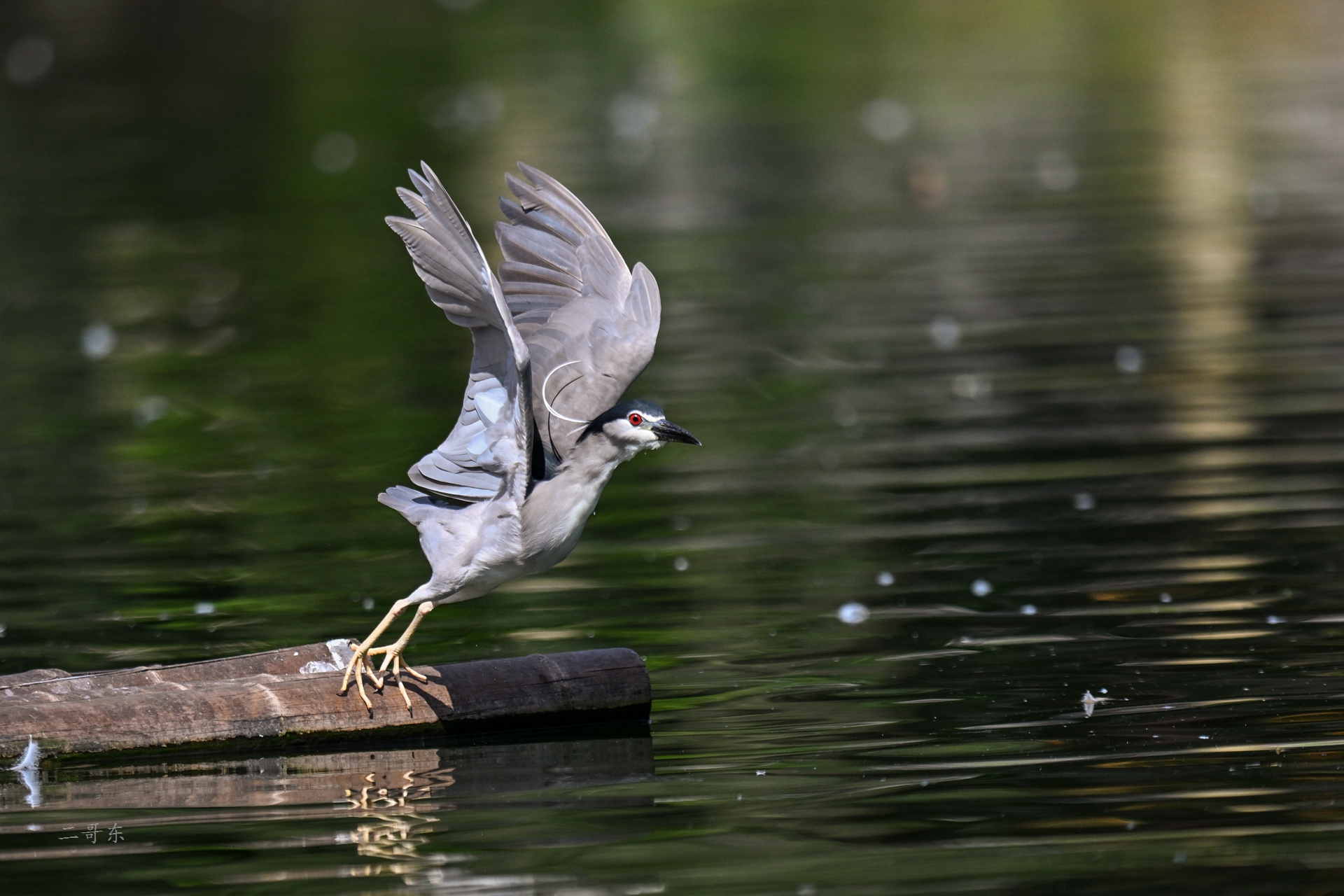 DSC_5862.jpg