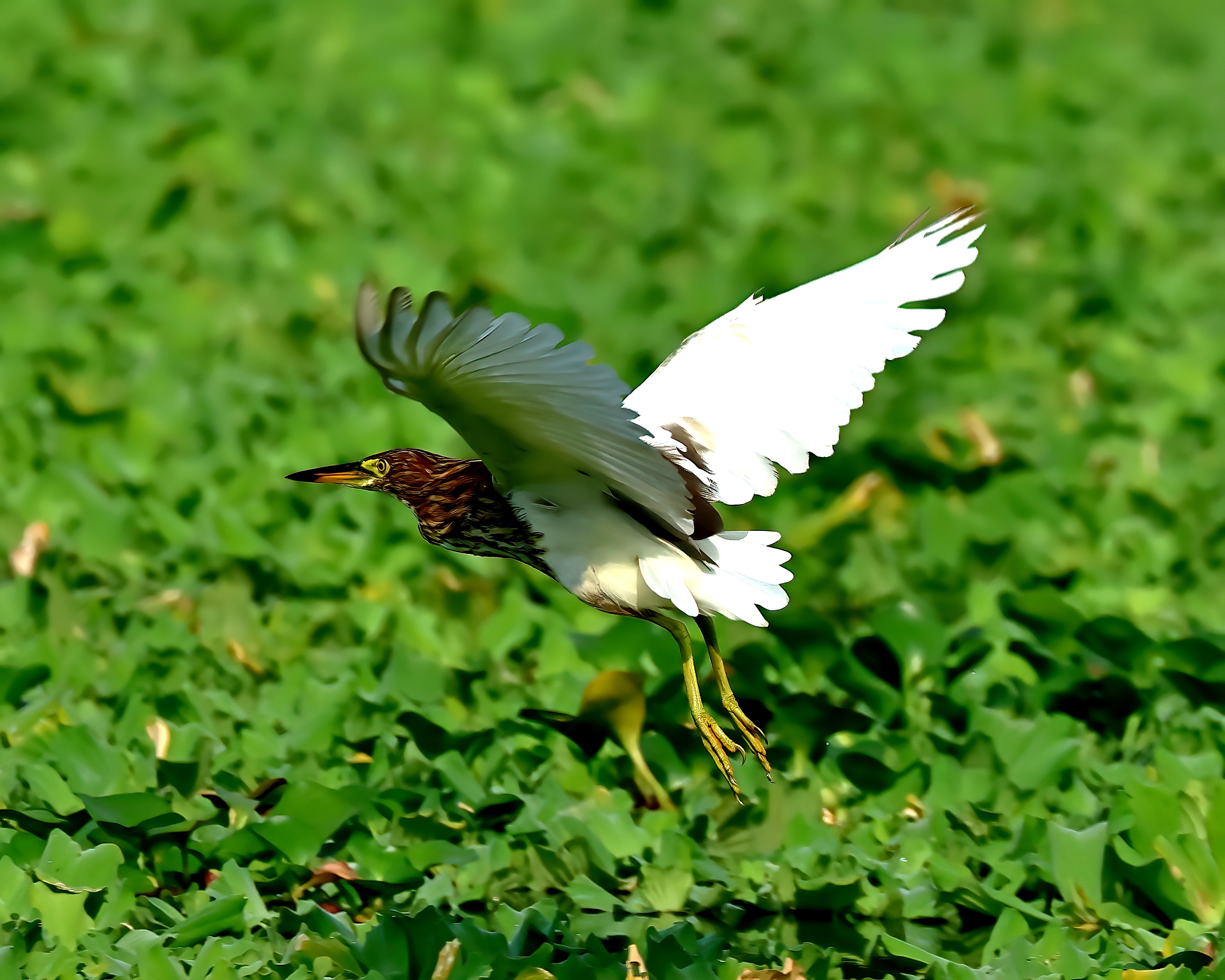 5D2A3781-DeNoiseAI-clear.jpg