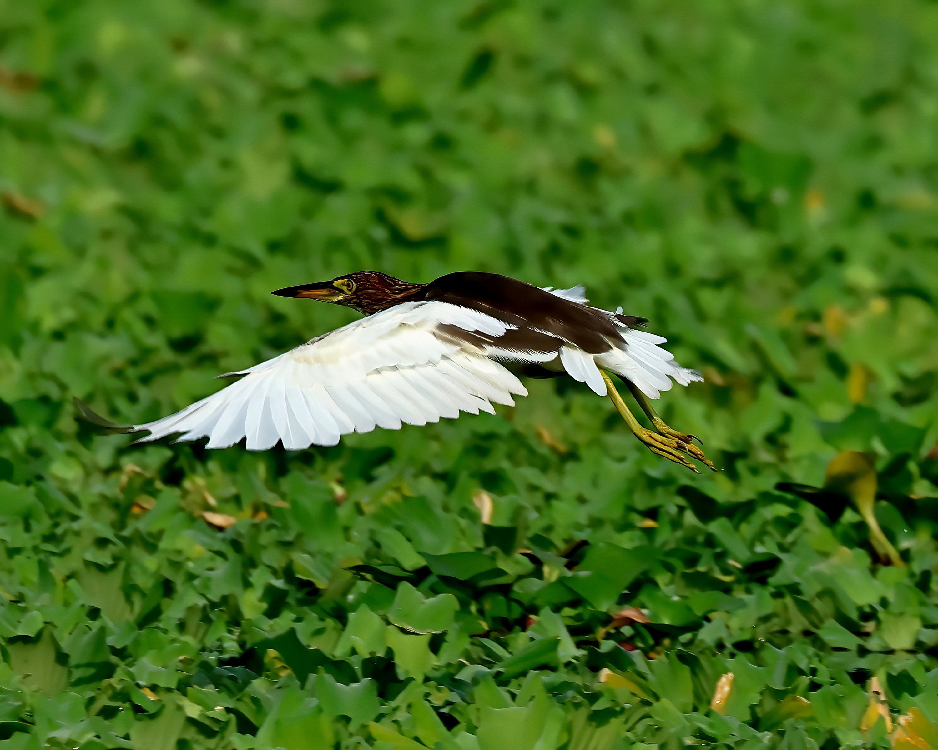 5D2A3782-DeNoiseAI-clear.jpg