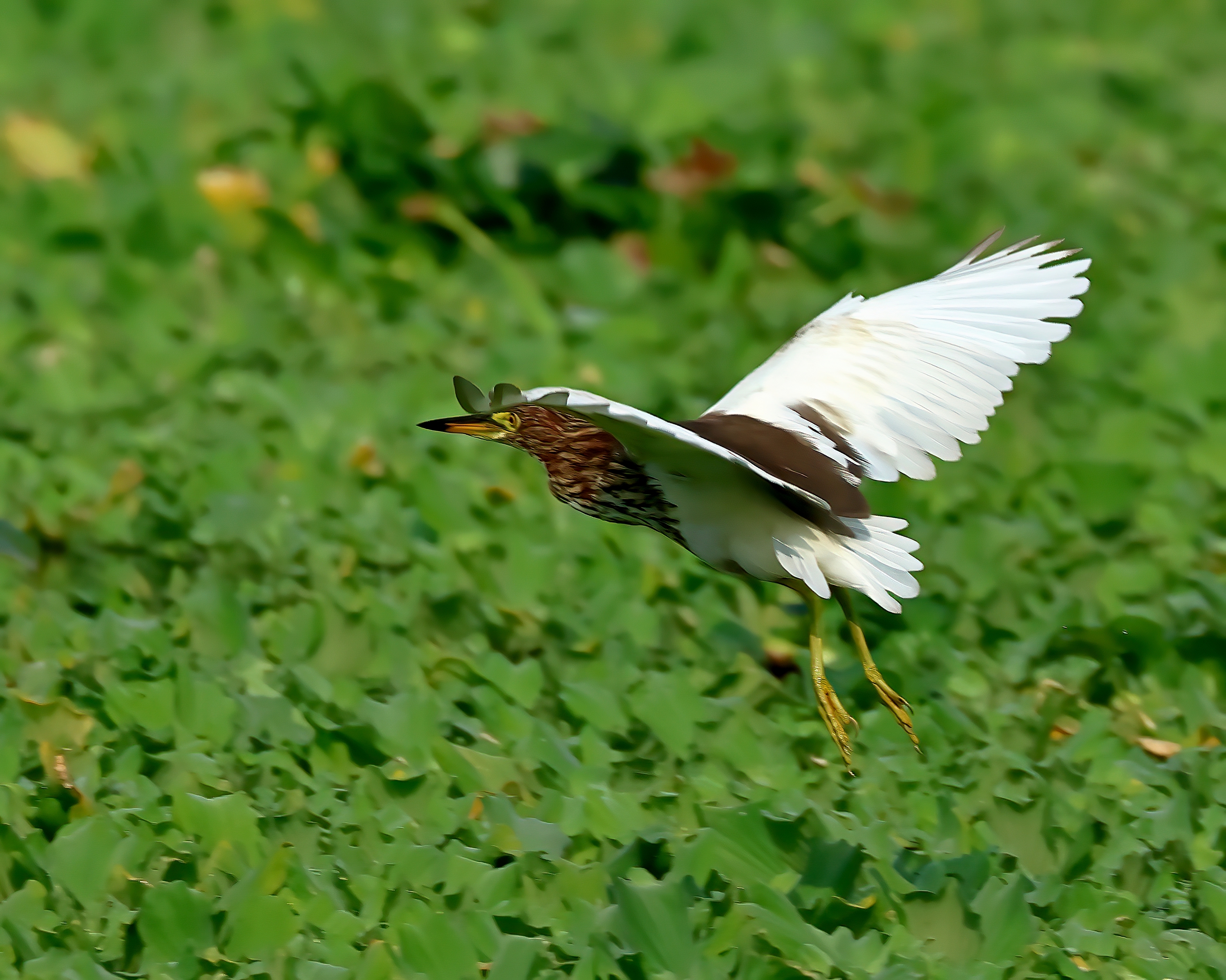 5D2A3784-DeNoiseAI-clear.jpg