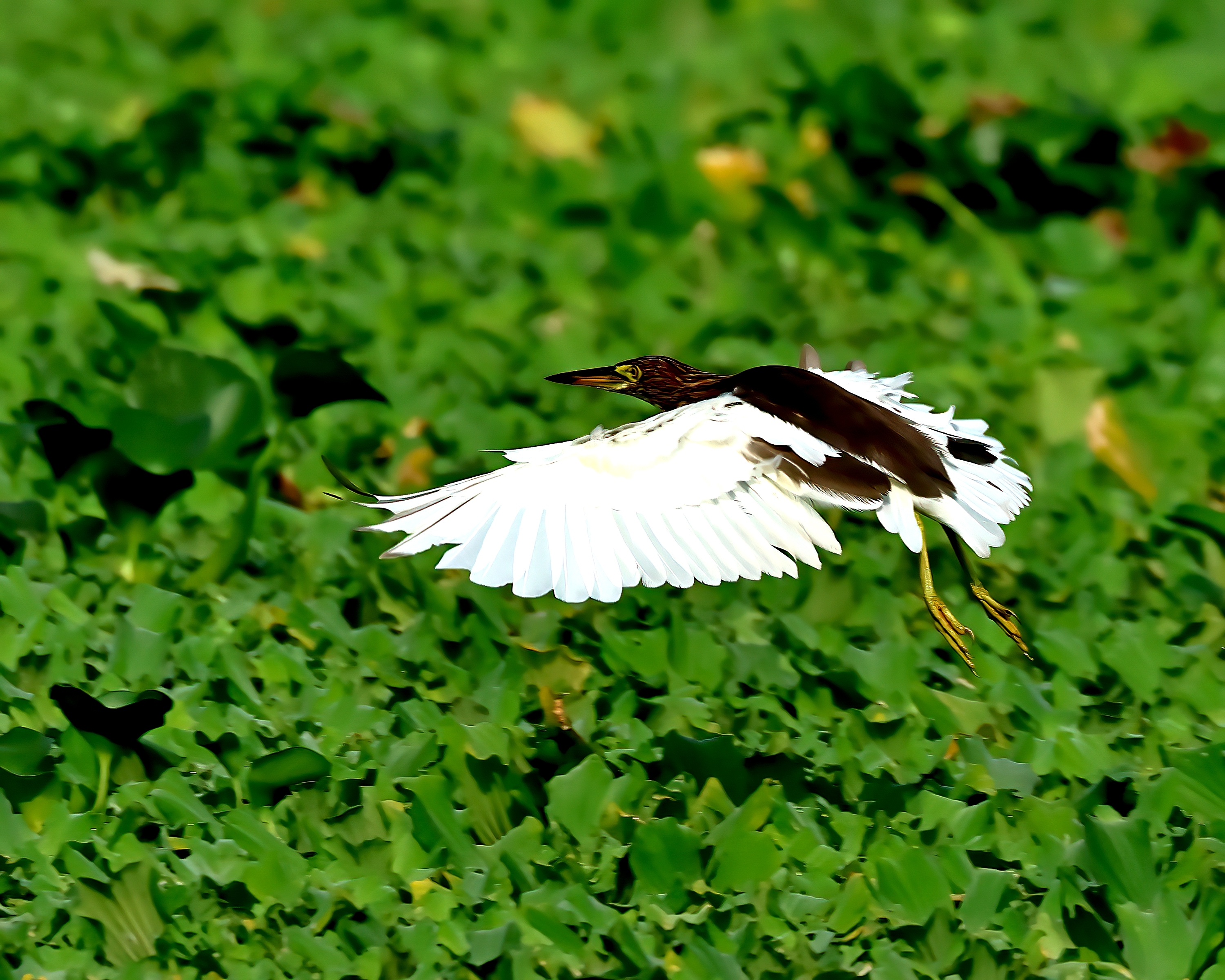 5D2A3785-DeNoiseAI-clear.jpg