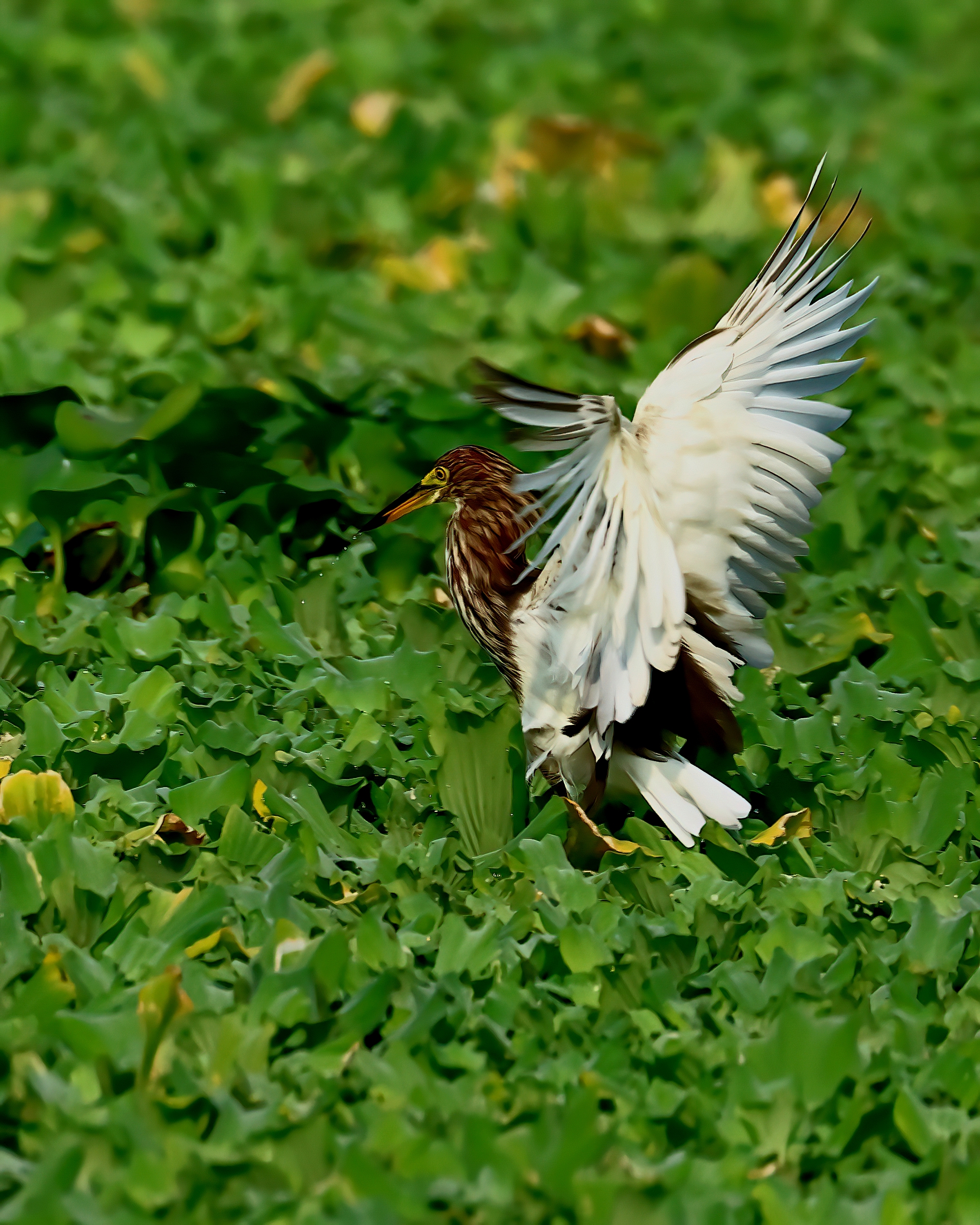 5D2A3786-DeNoiseAI-clear.jpg