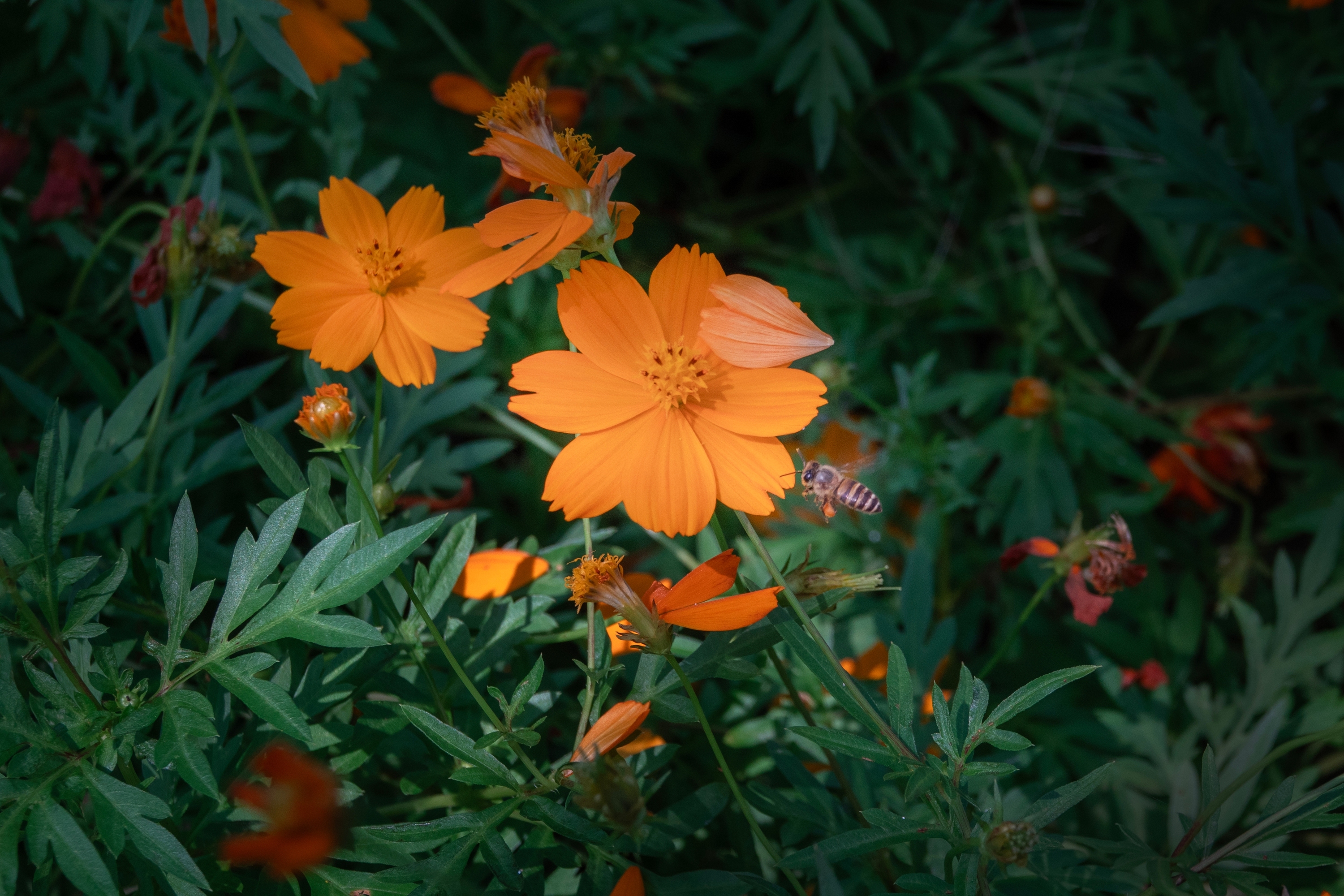 DSC08779-0_.jpg