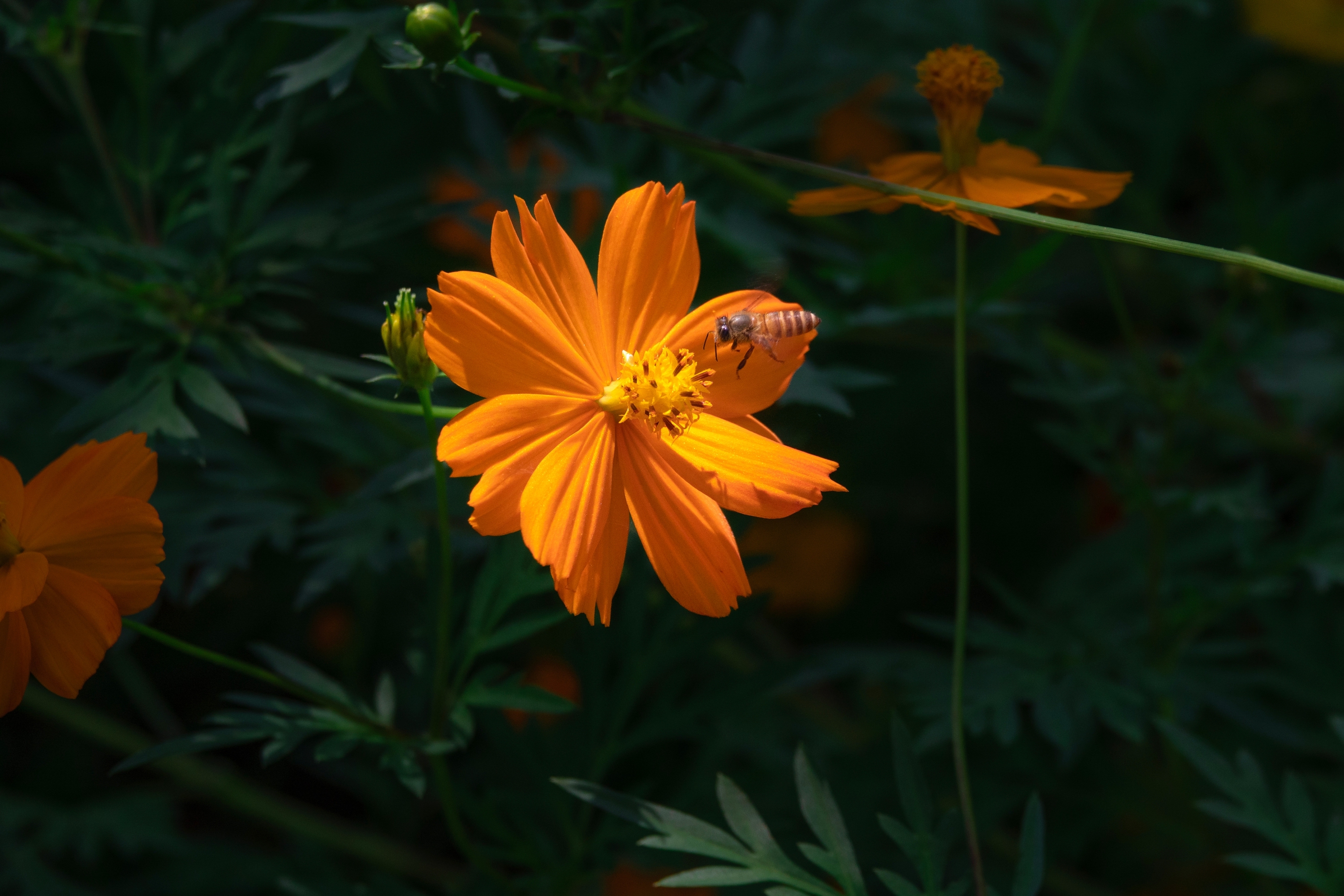 DSC08782-0_.jpg