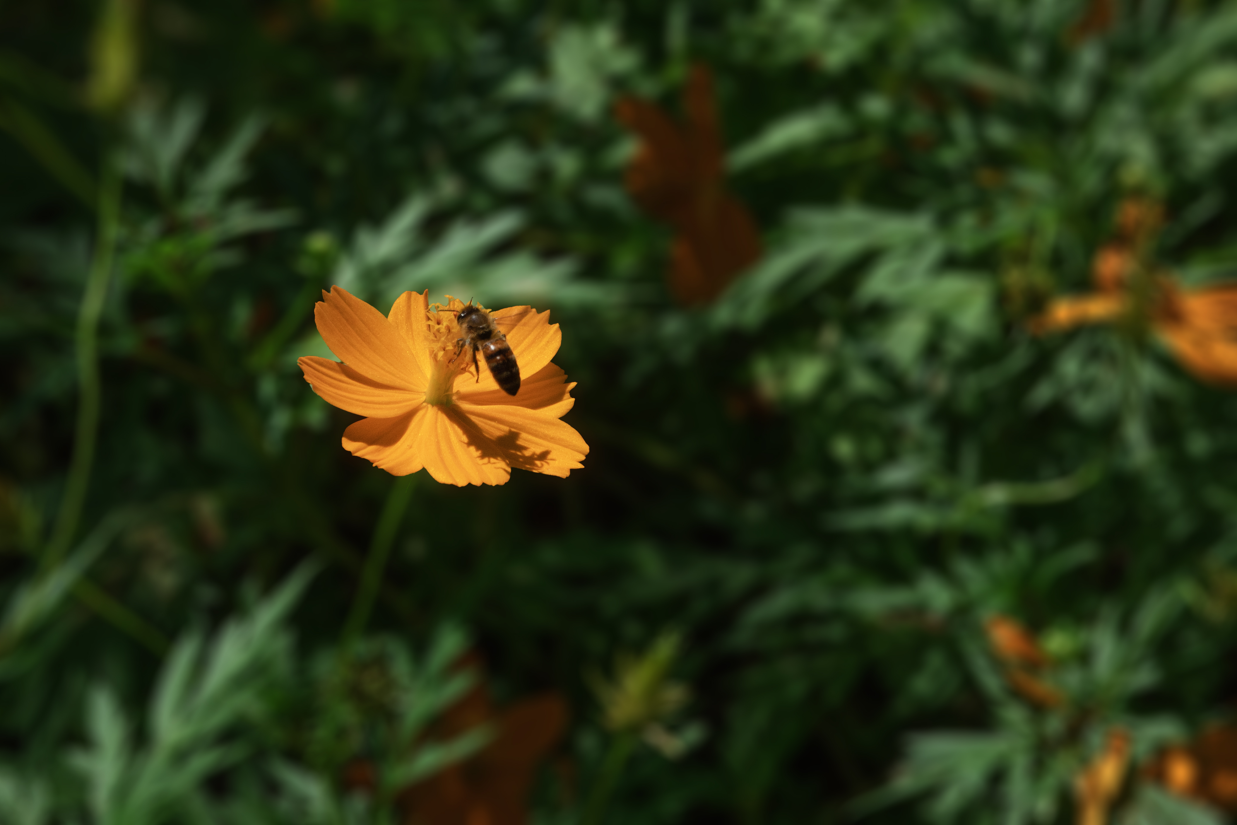 DSC08784-0.jpg