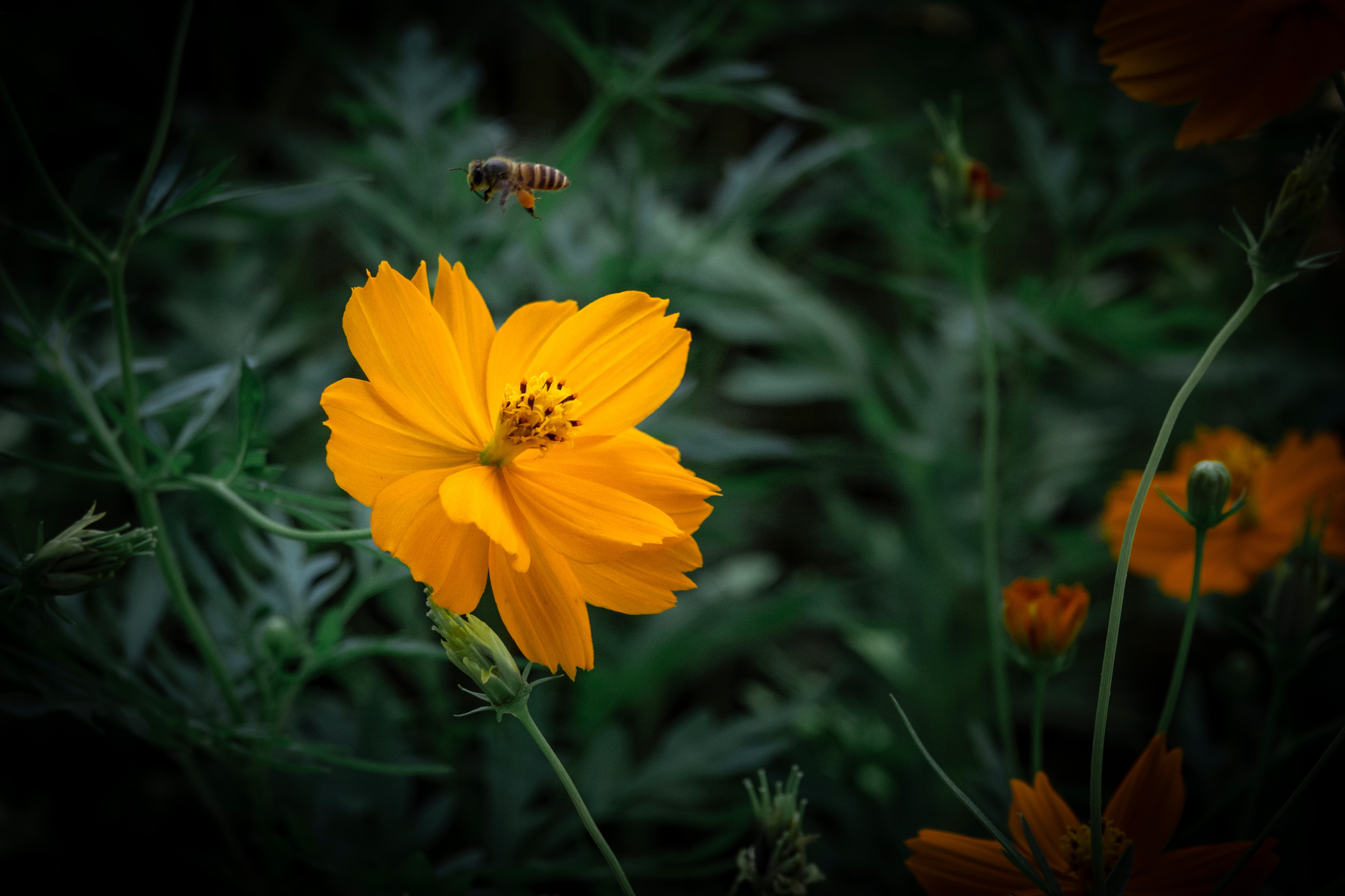 DSC08789-0_.jpg