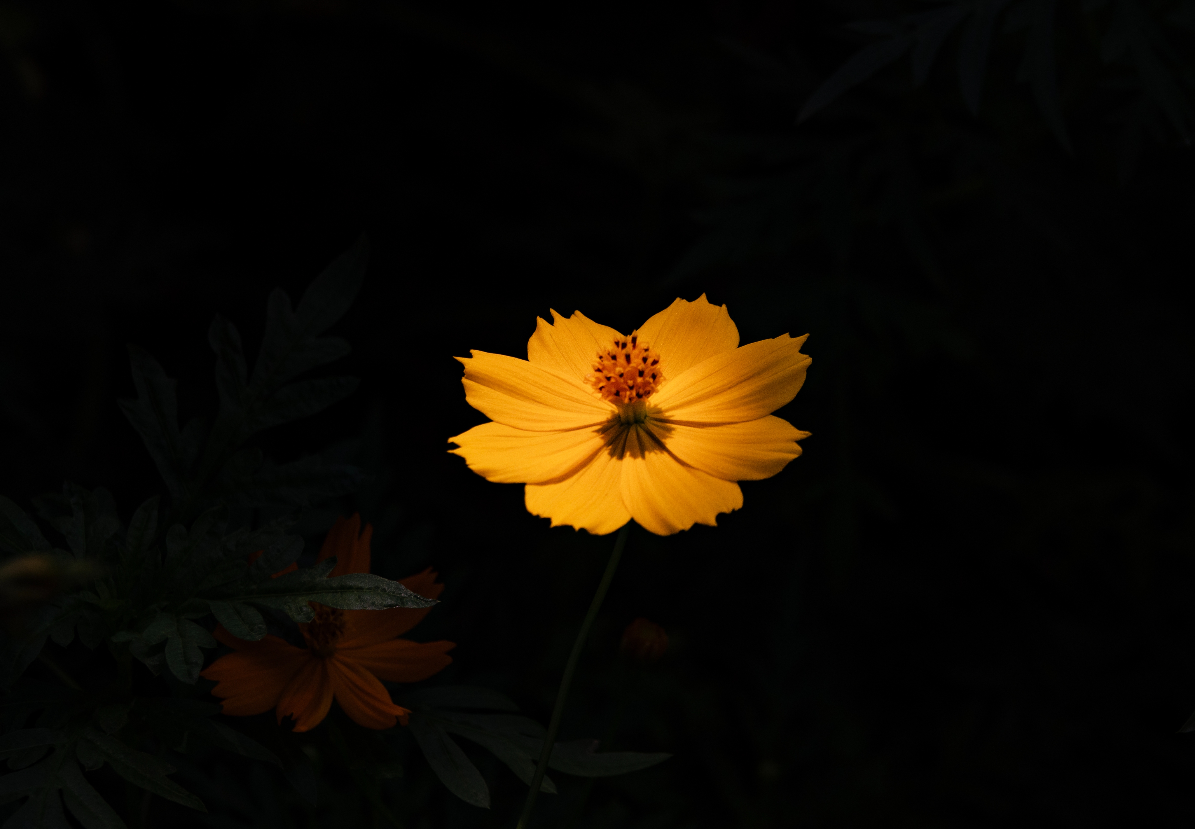 DSC08793-0.jpg