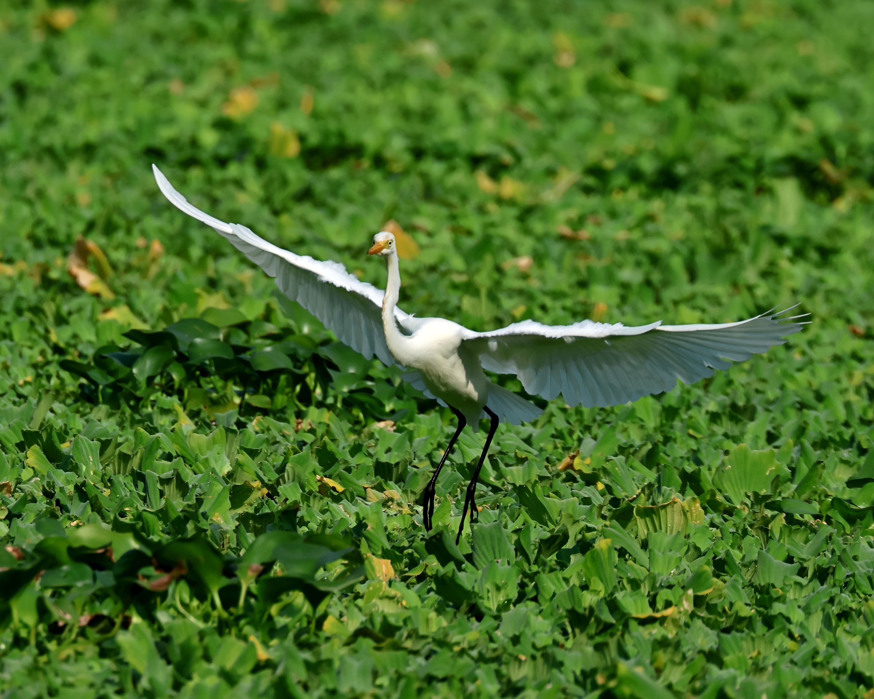 5D2A3856_.jpg