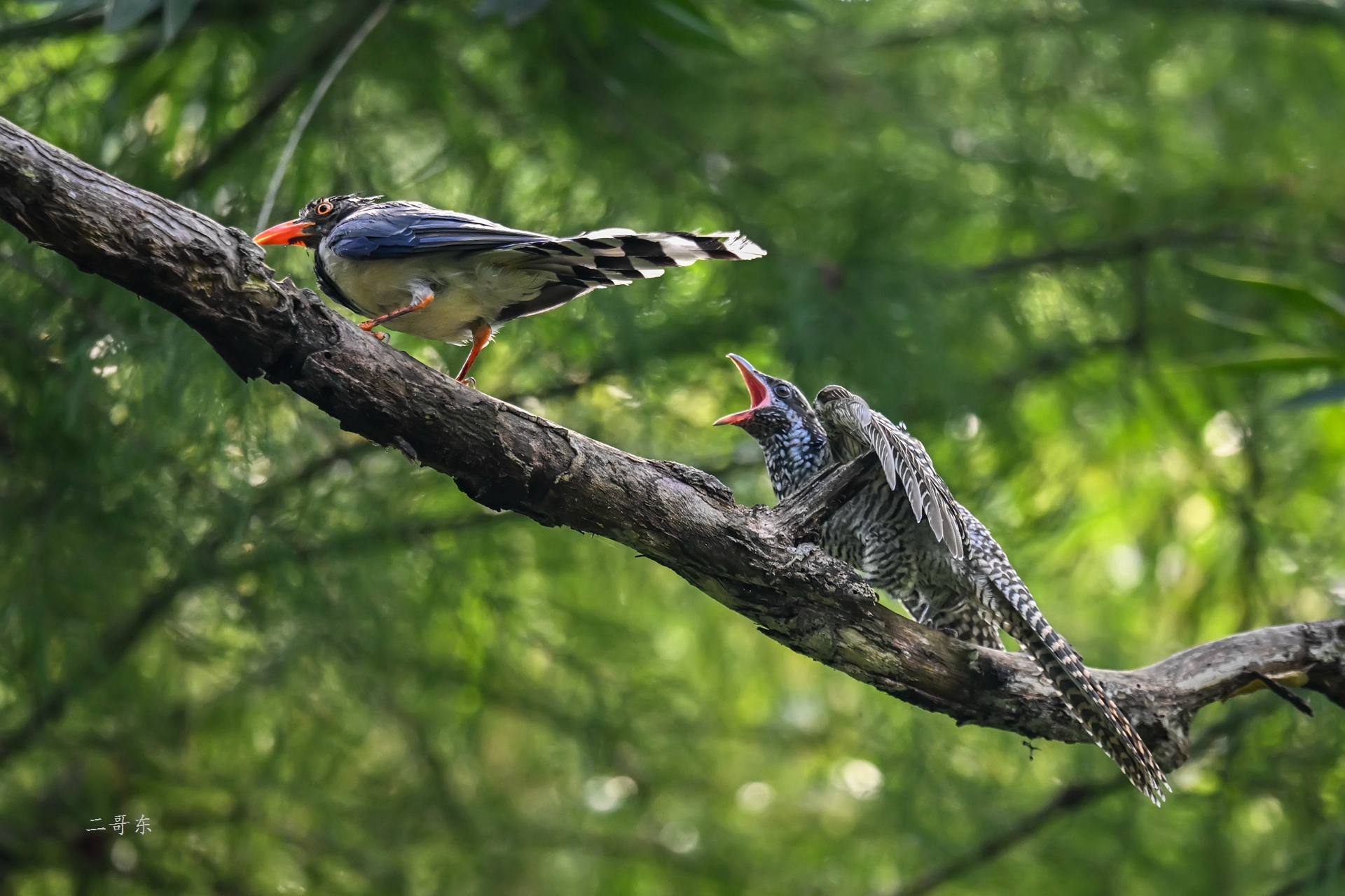DSC_0090.jpg